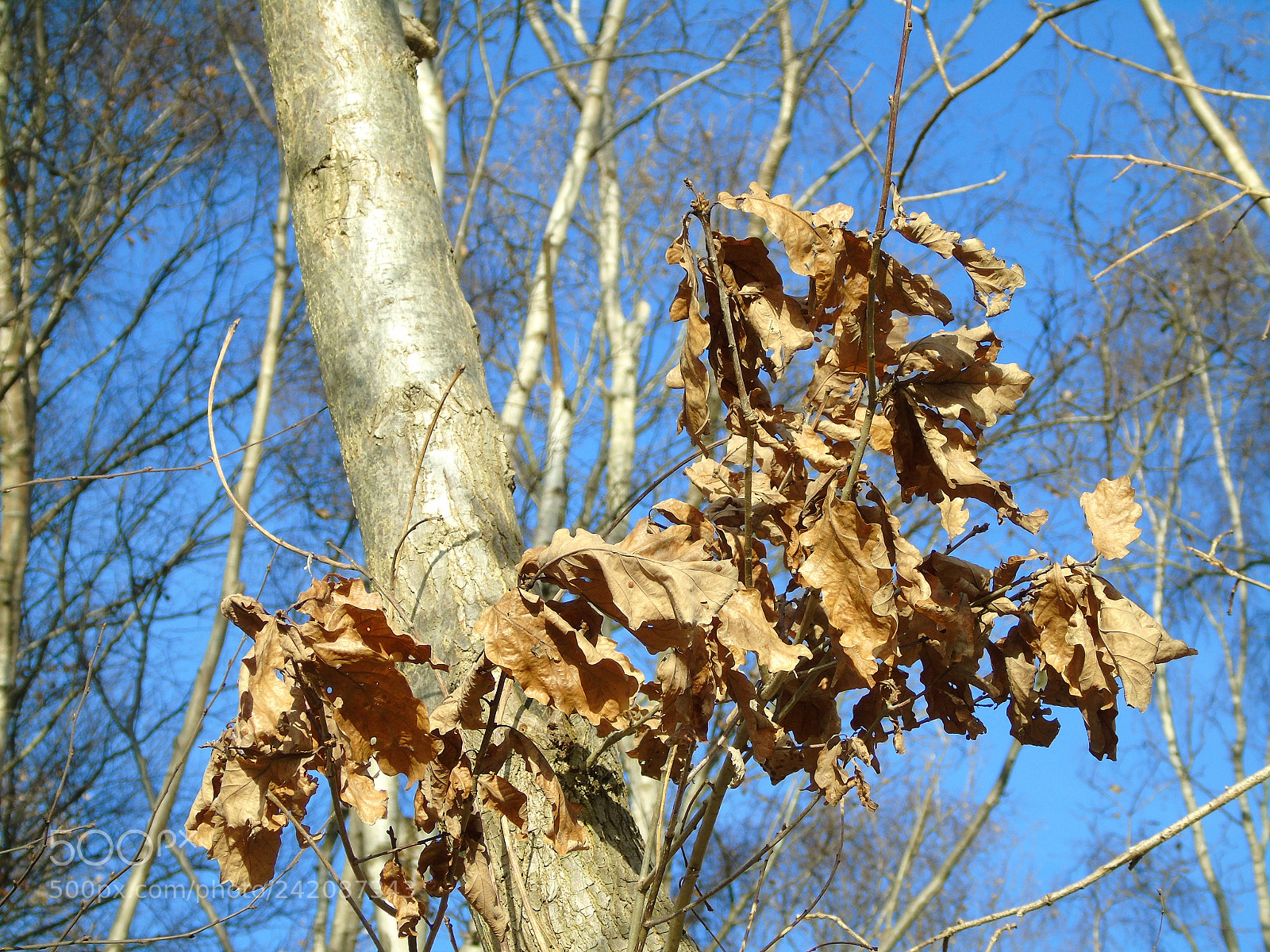 Sony Cyber-shot DSC-H400 sample photo. Sunlit leaves in the photography