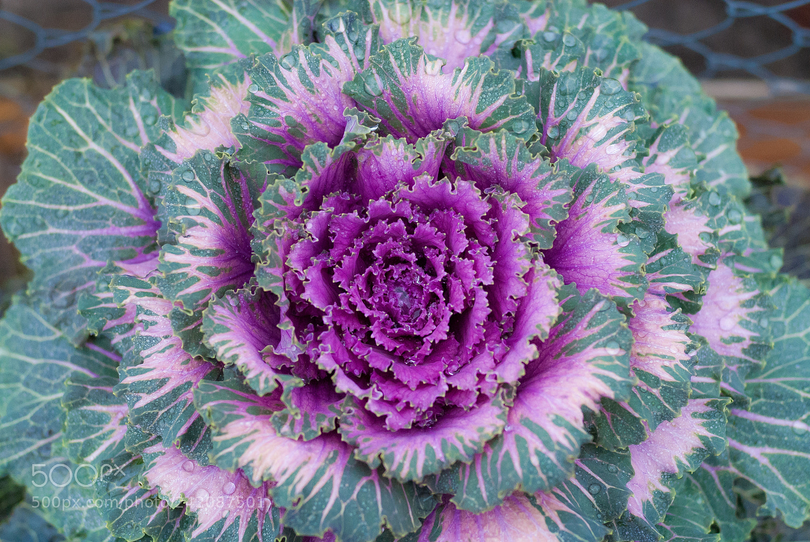 Nikon D200 sample photo. January ornamental cabbage photography