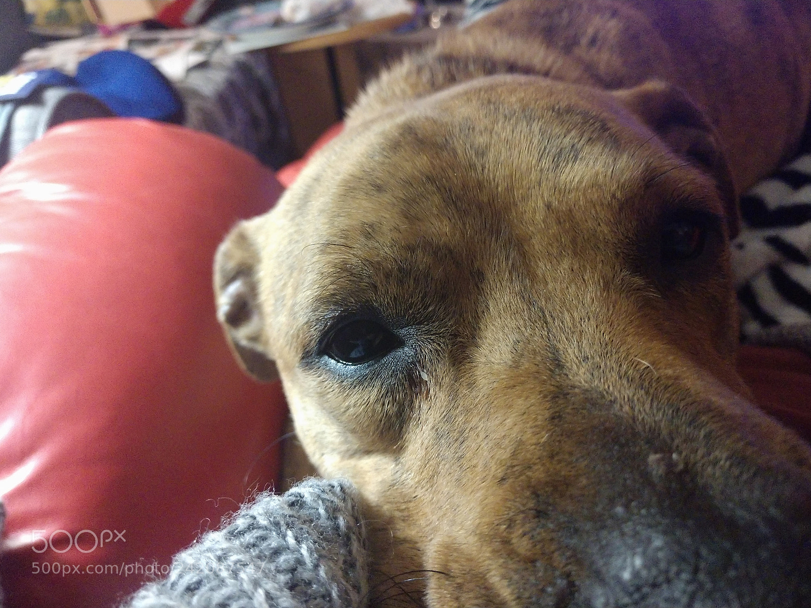 Motorola Moto Z (2) sample photo. Quasi photography