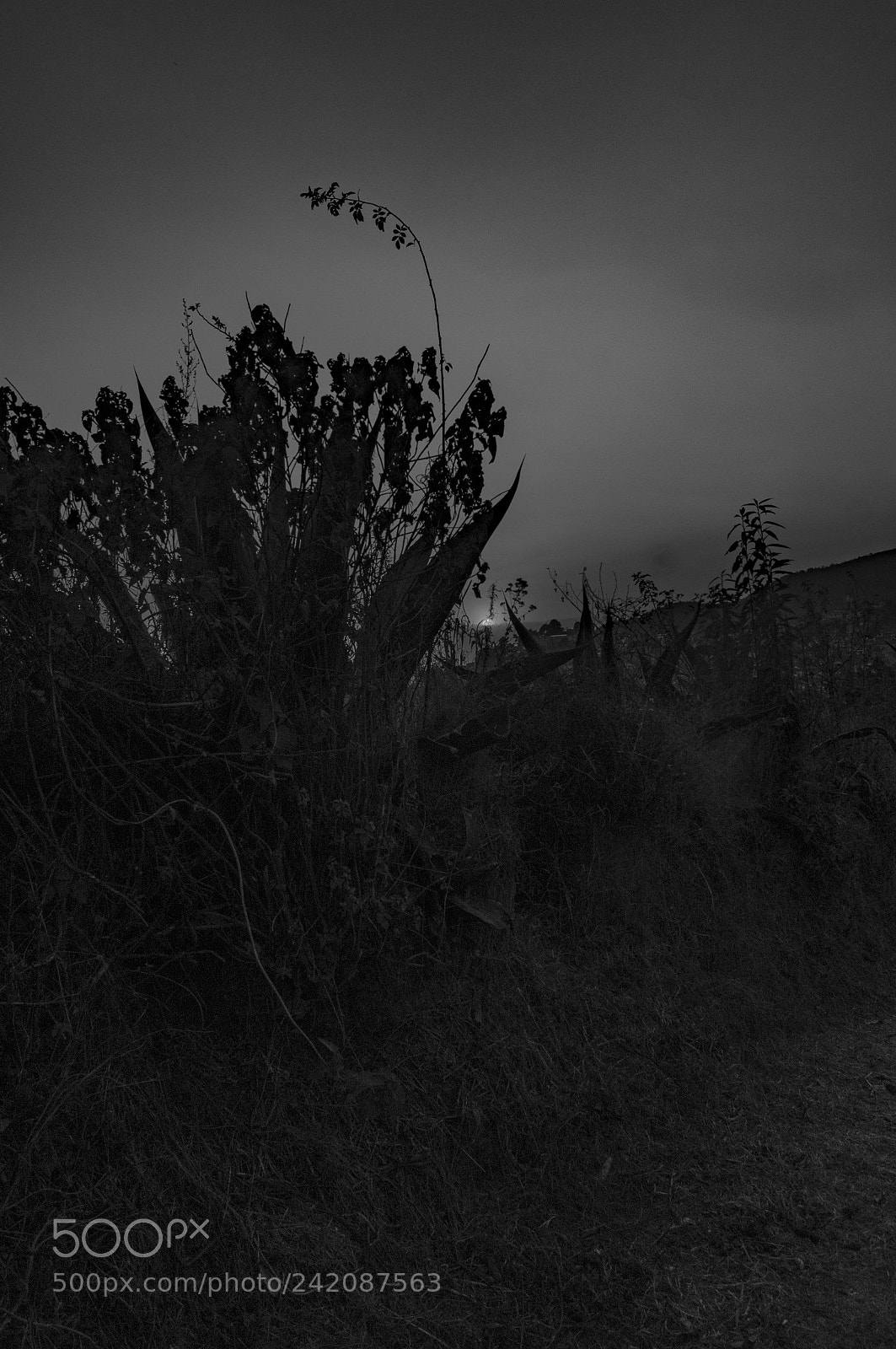 Sony SLT-A37 sample photo. Allá photography