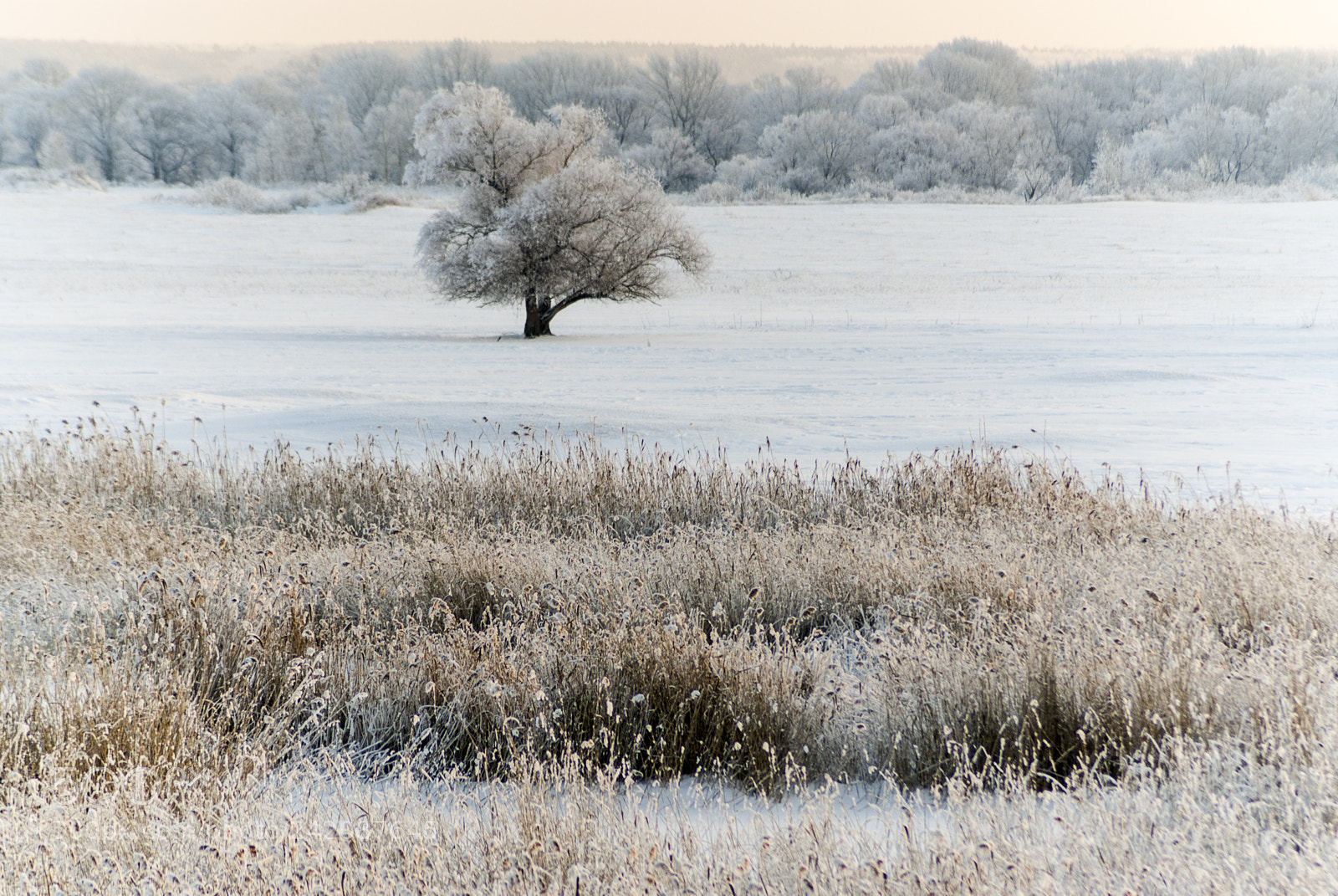 Fujifilm FinePix S3 Pro sample photo. Winter dawn. photography
