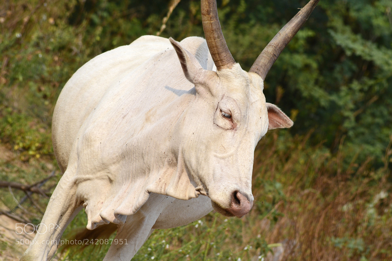 Nikon D3100 sample photo. Indian cow photography