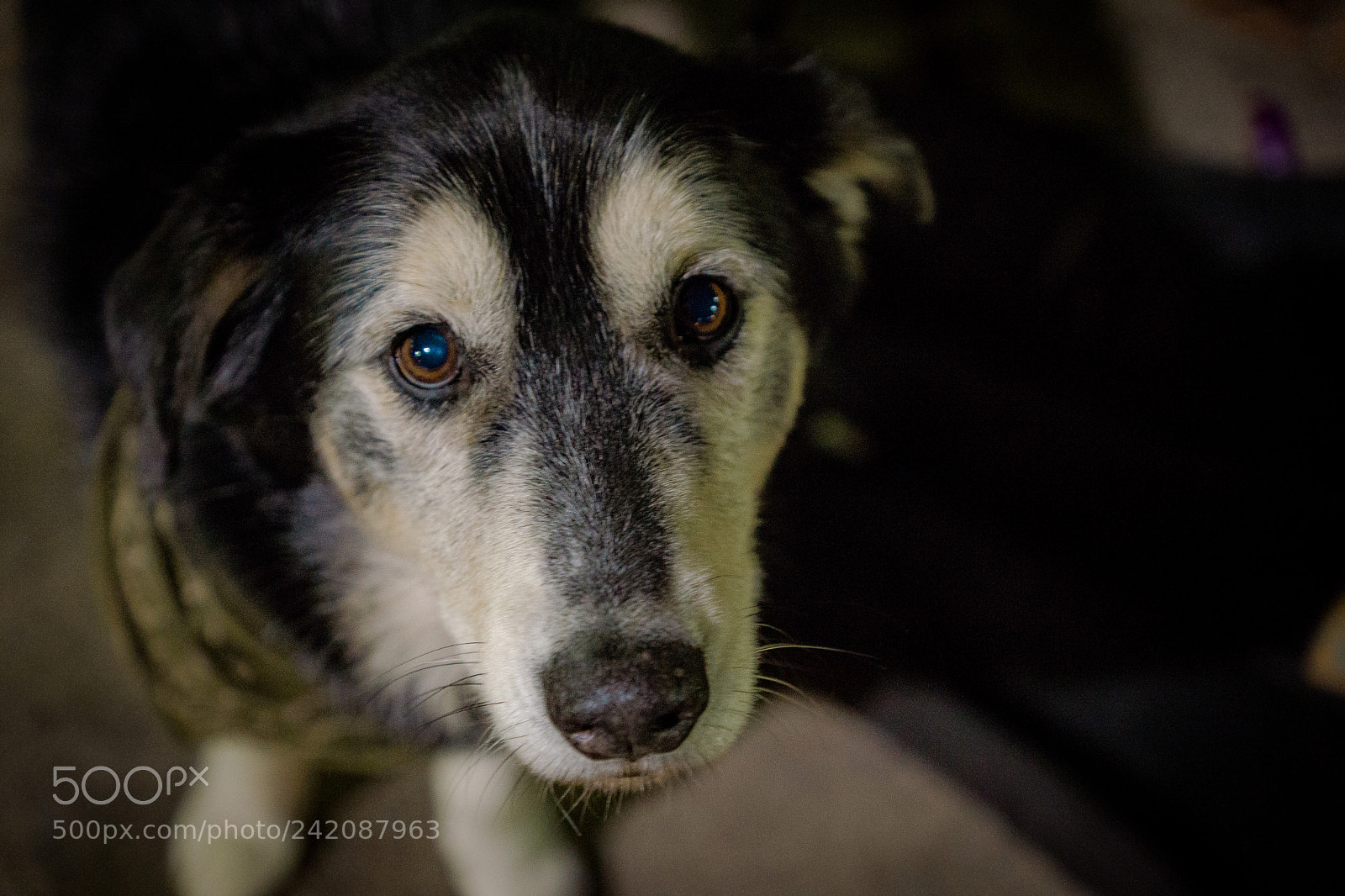 Sony SLT-A77 sample photo. Dogo 2 photography