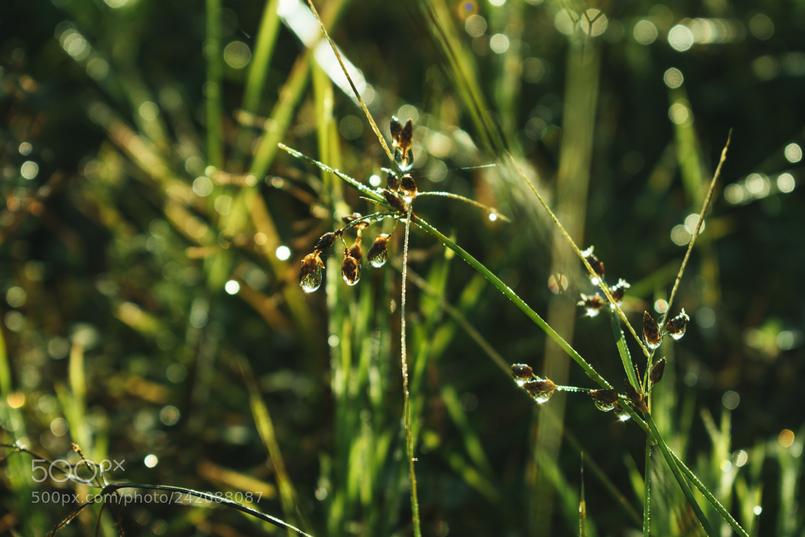 Nikon D3400 sample photo. Morning tears photography