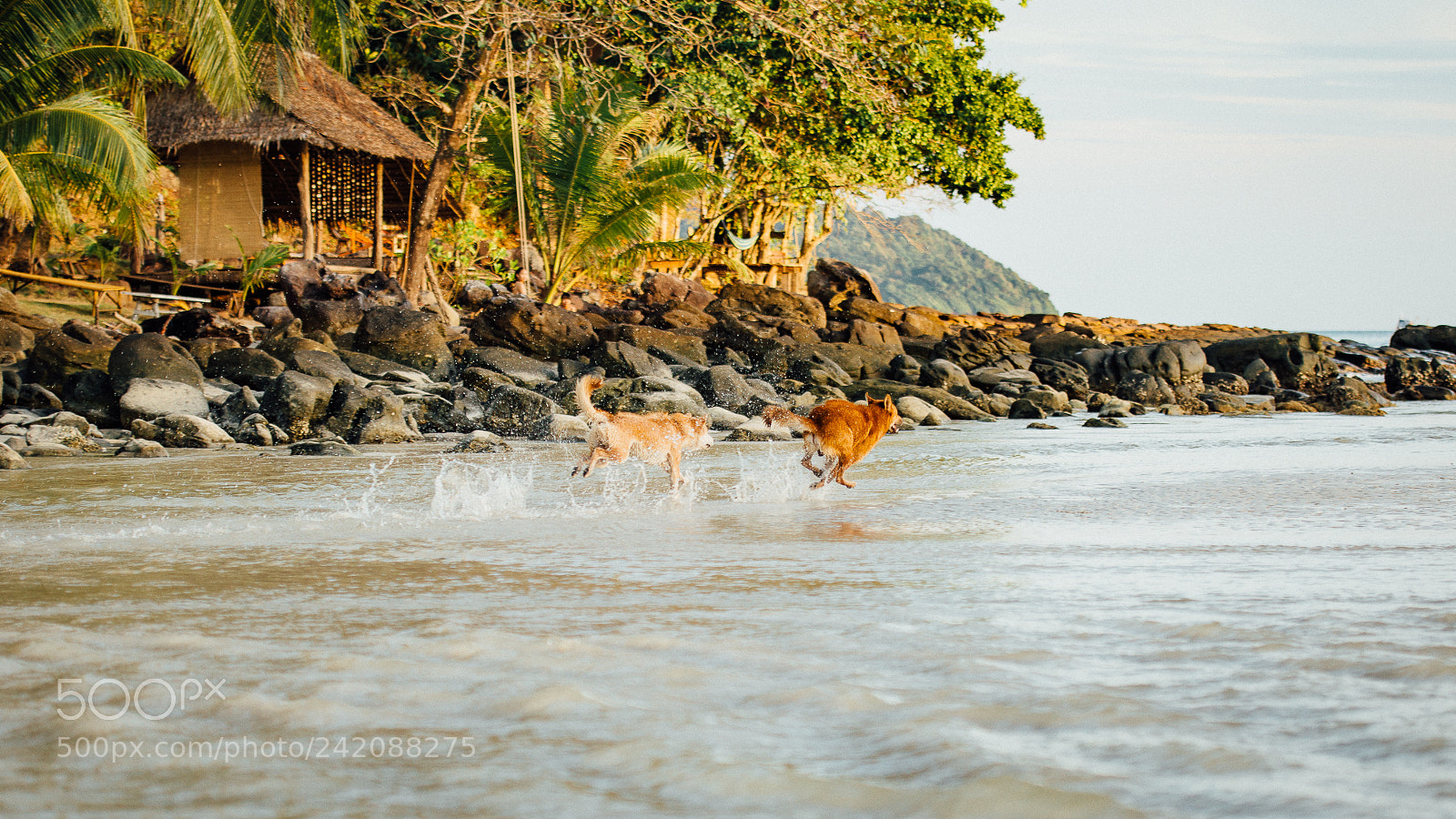 Nikon D800E sample photo. Happy doys photography