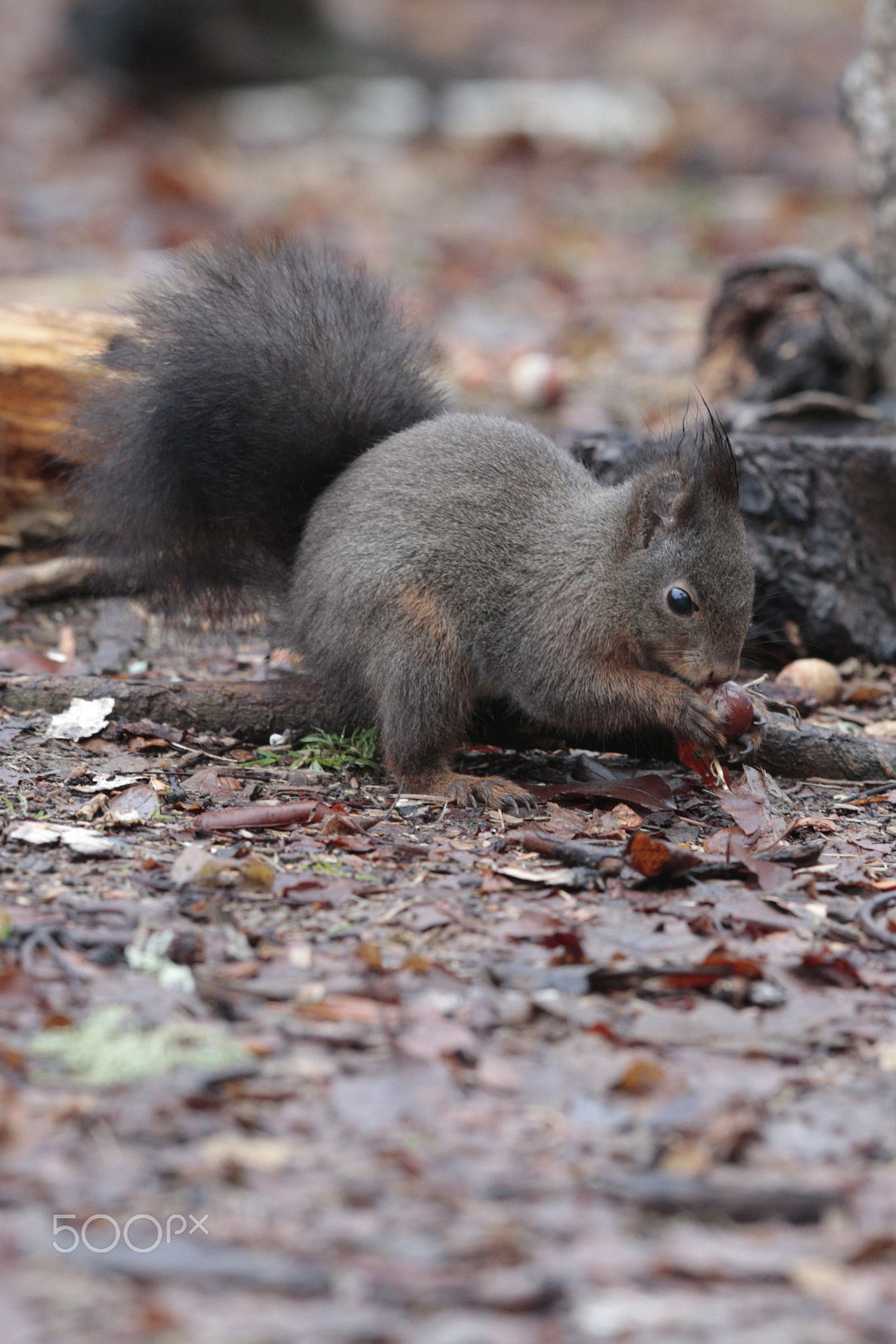 Canon EF 300mm F2.8L IS USM sample photo. Just eating in the rain photography