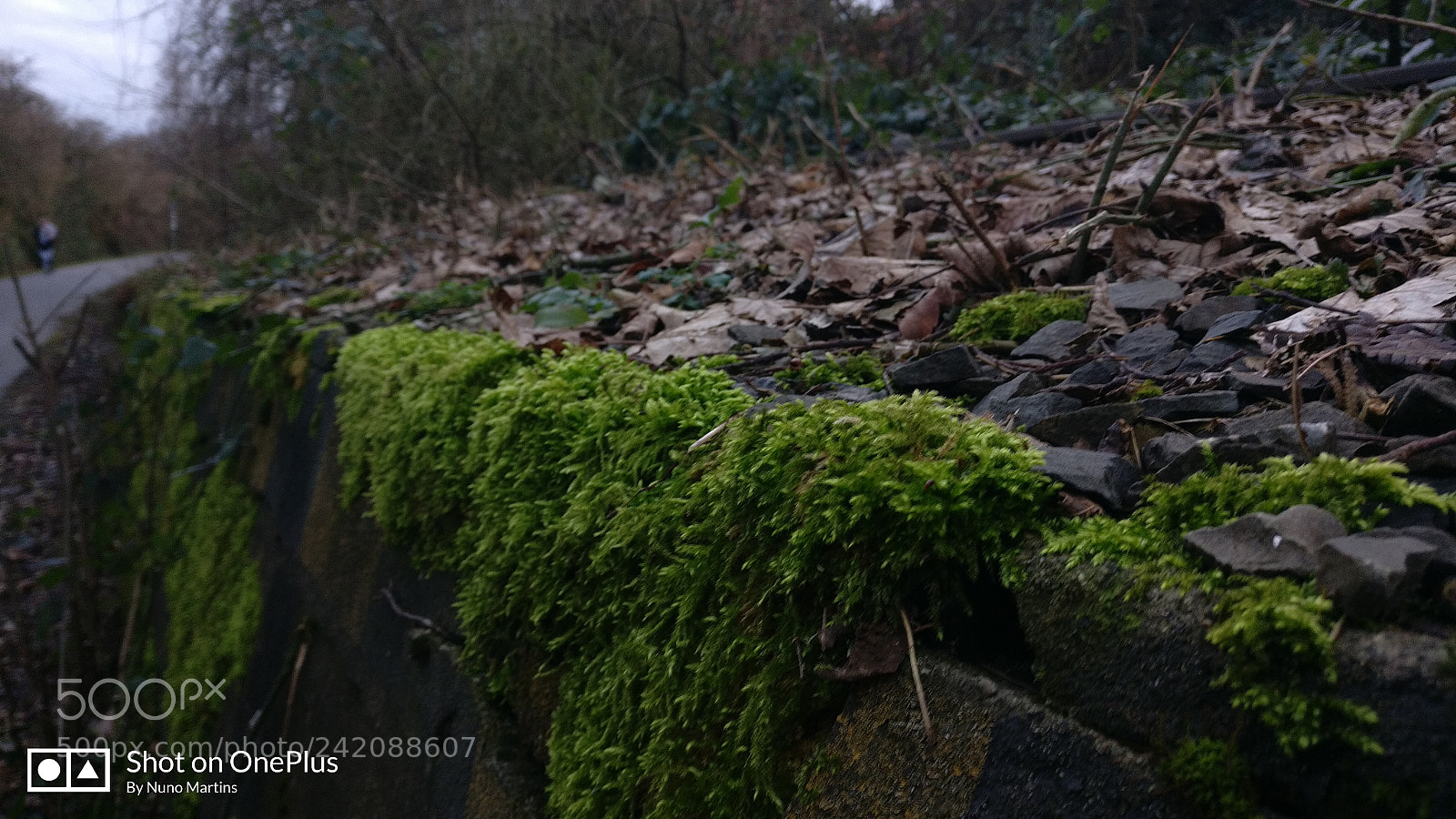 OnePlus A3003 sample photo. Verde e castanho photography
