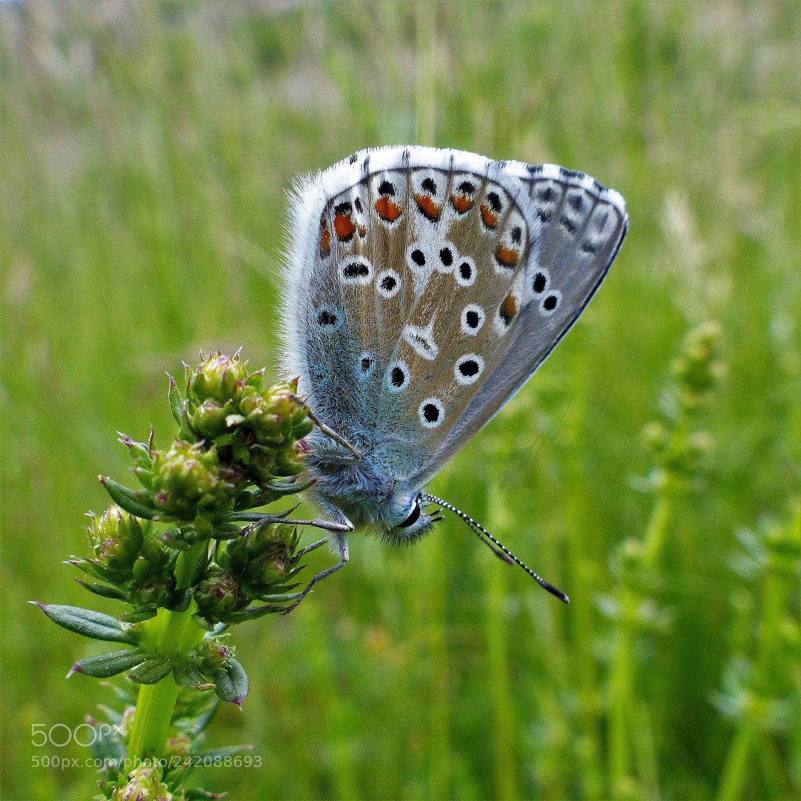 Panasonic Lumix DMC-FZ200 sample photo. Butterfly photography
