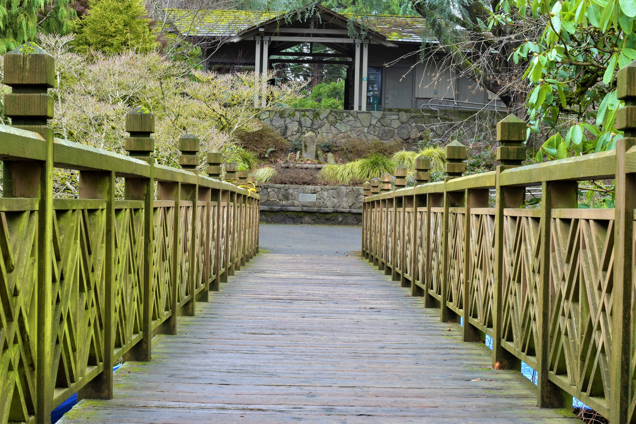 Nikon D5500 + Nikon AF-S Nikkor 50mm F1.8G sample photo. Nature- crystal springs park photography