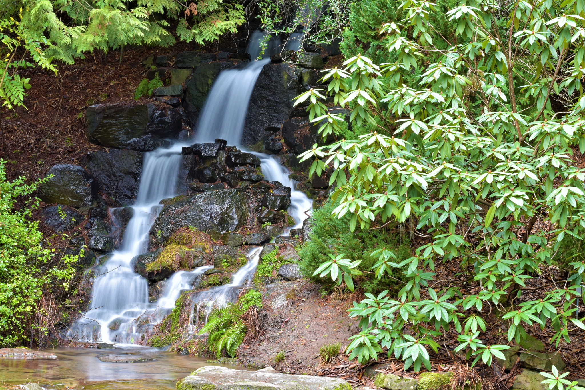 Nikon D5500 + Nikon AF-S Nikkor 50mm F1.8G sample photo. Nature- crystal springs park photography