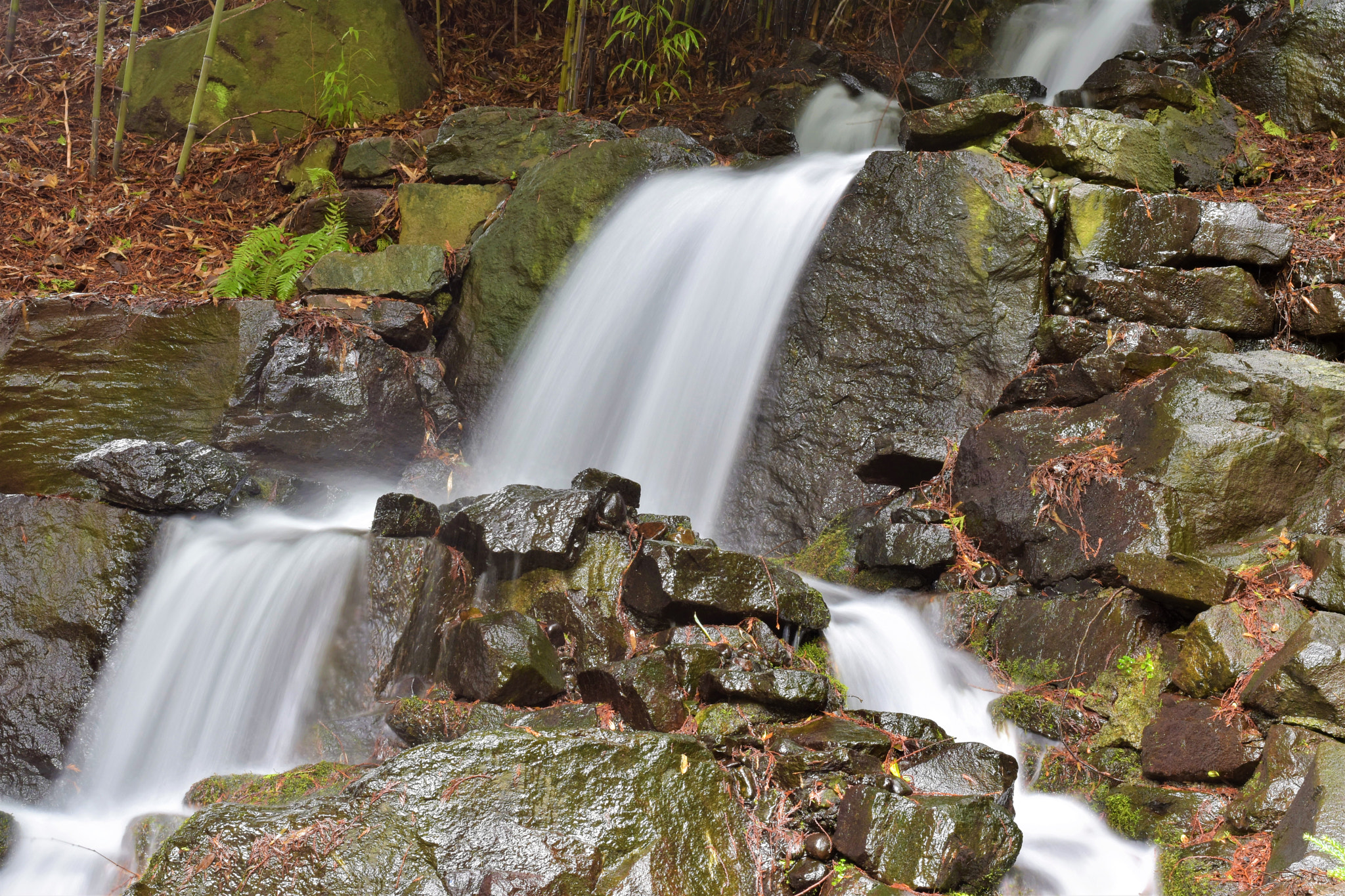 Nikon D5500 + Nikon AF-S Nikkor 50mm F1.8G sample photo. Nature- crystal springs park photography