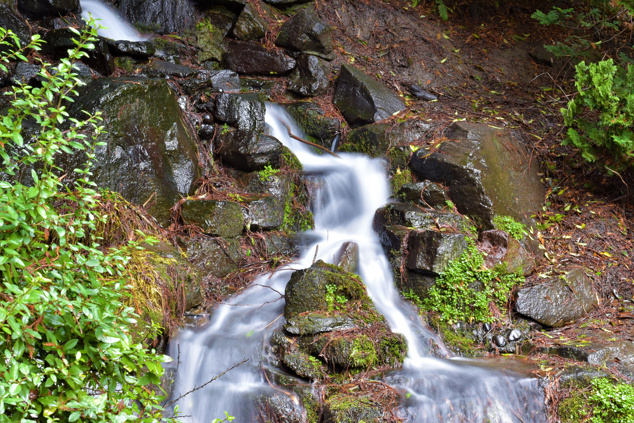 Nikon D5500 + Nikon AF-S Nikkor 50mm F1.8G sample photo. Nature- crystal springs park photography