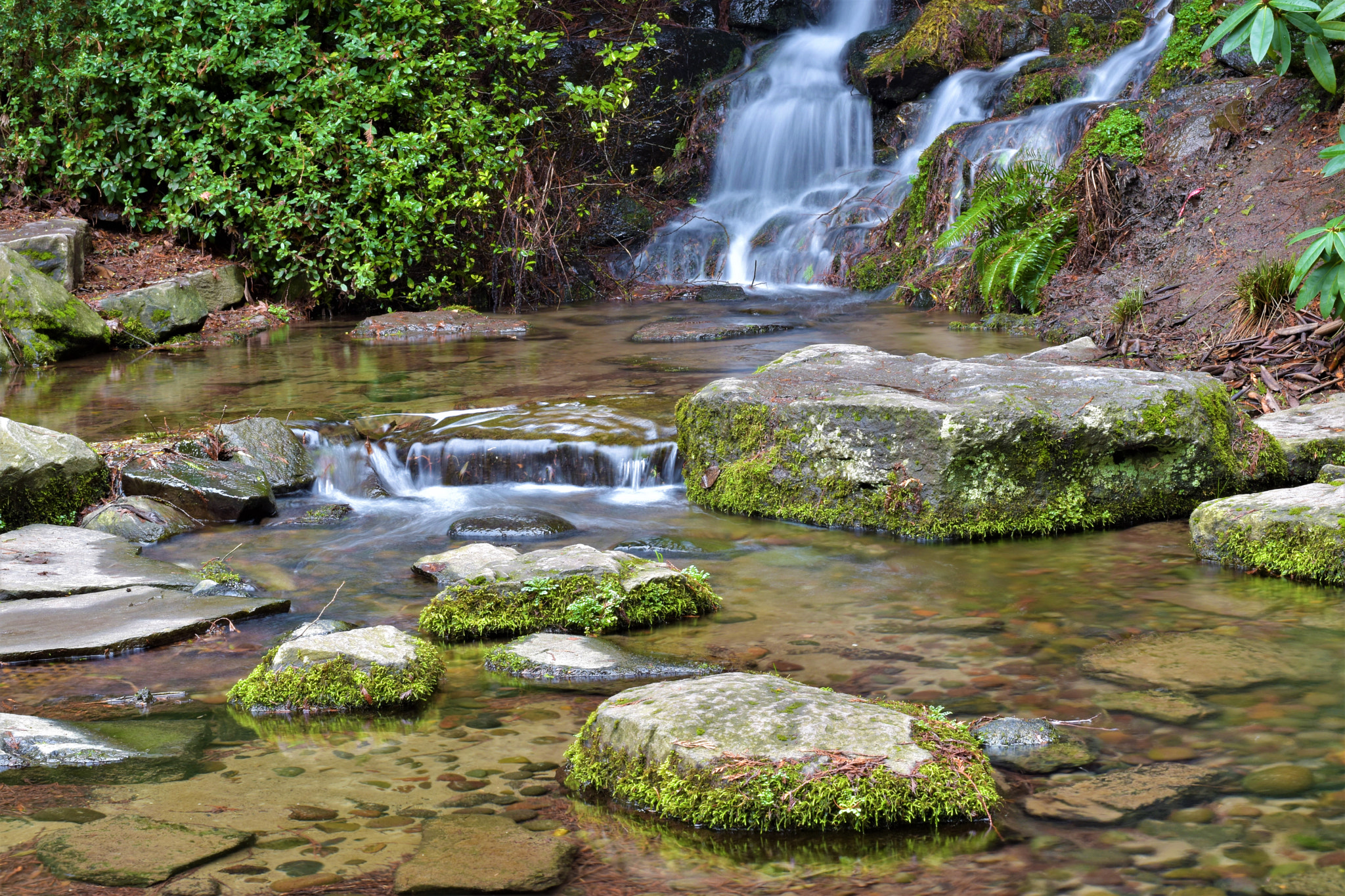 Nikon D5500 + Nikon AF-S Nikkor 50mm F1.8G sample photo. Nature- crystal springs park photography