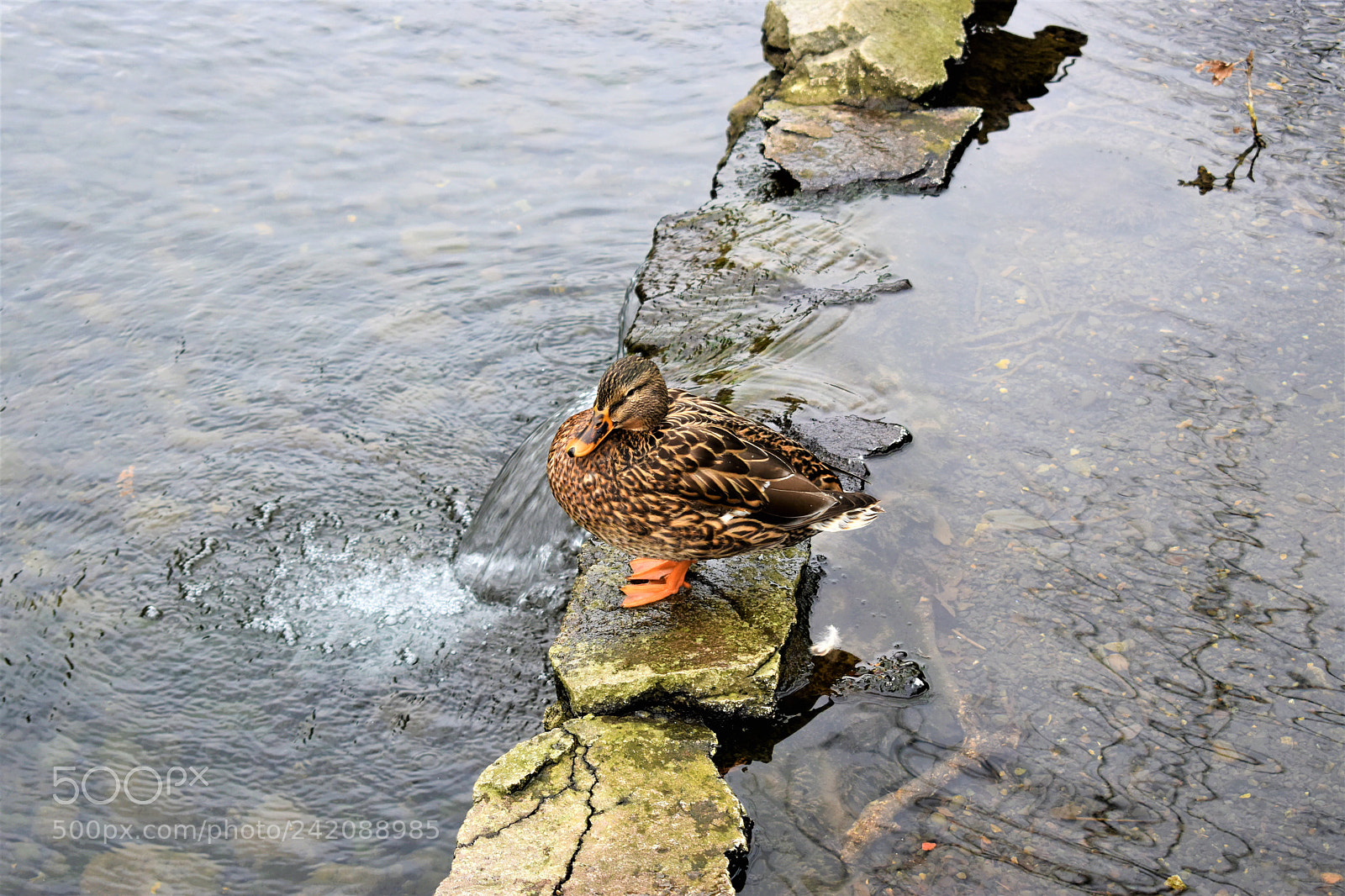 Nikon D5500 sample photo. Nature- crystal springs park photography