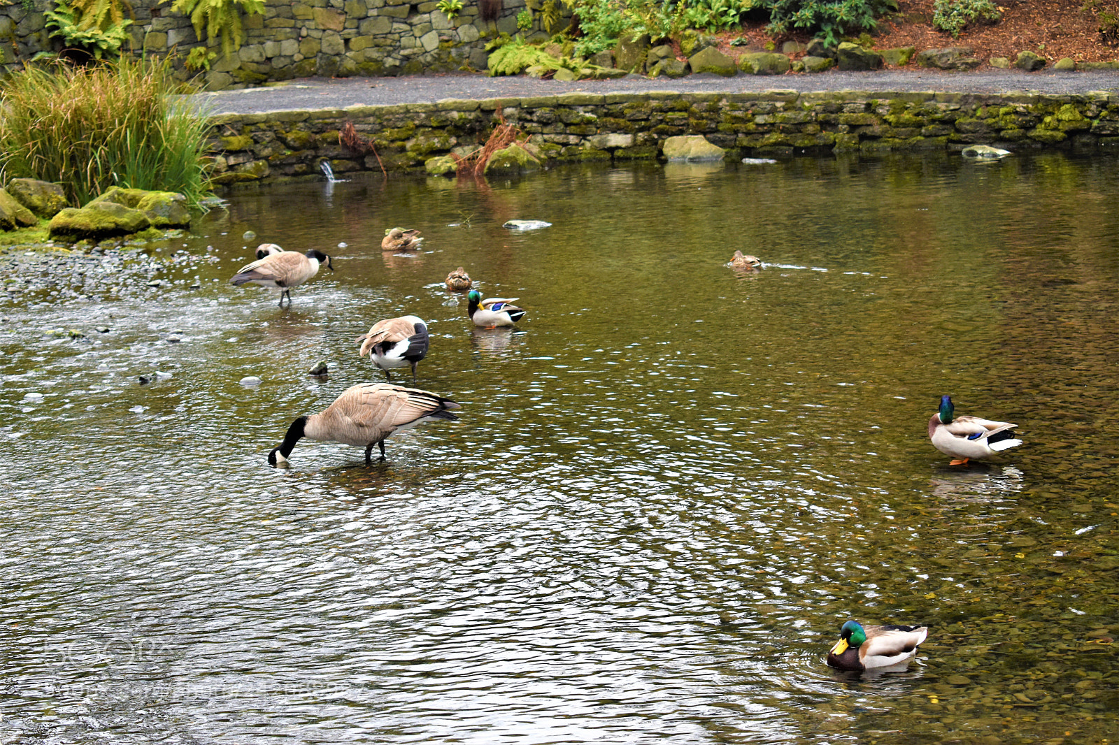 Nikon D5500 sample photo. Nature- crystal springs park photography