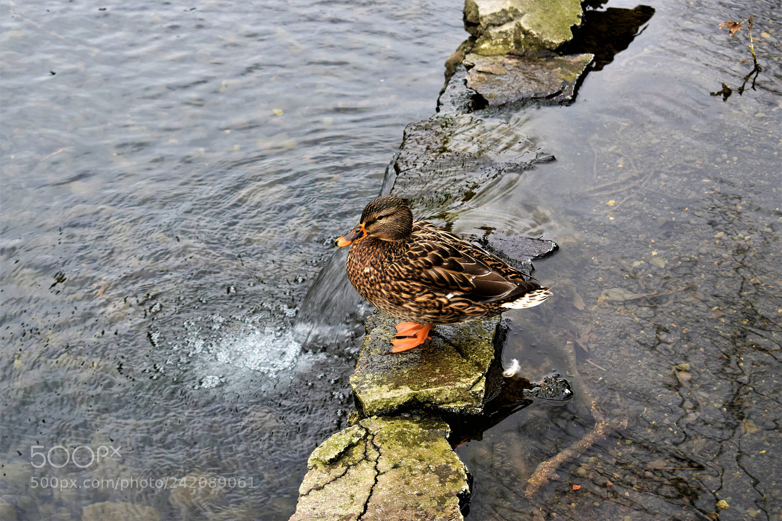 Nikon D5500 sample photo. Nature- crystal springs park photography