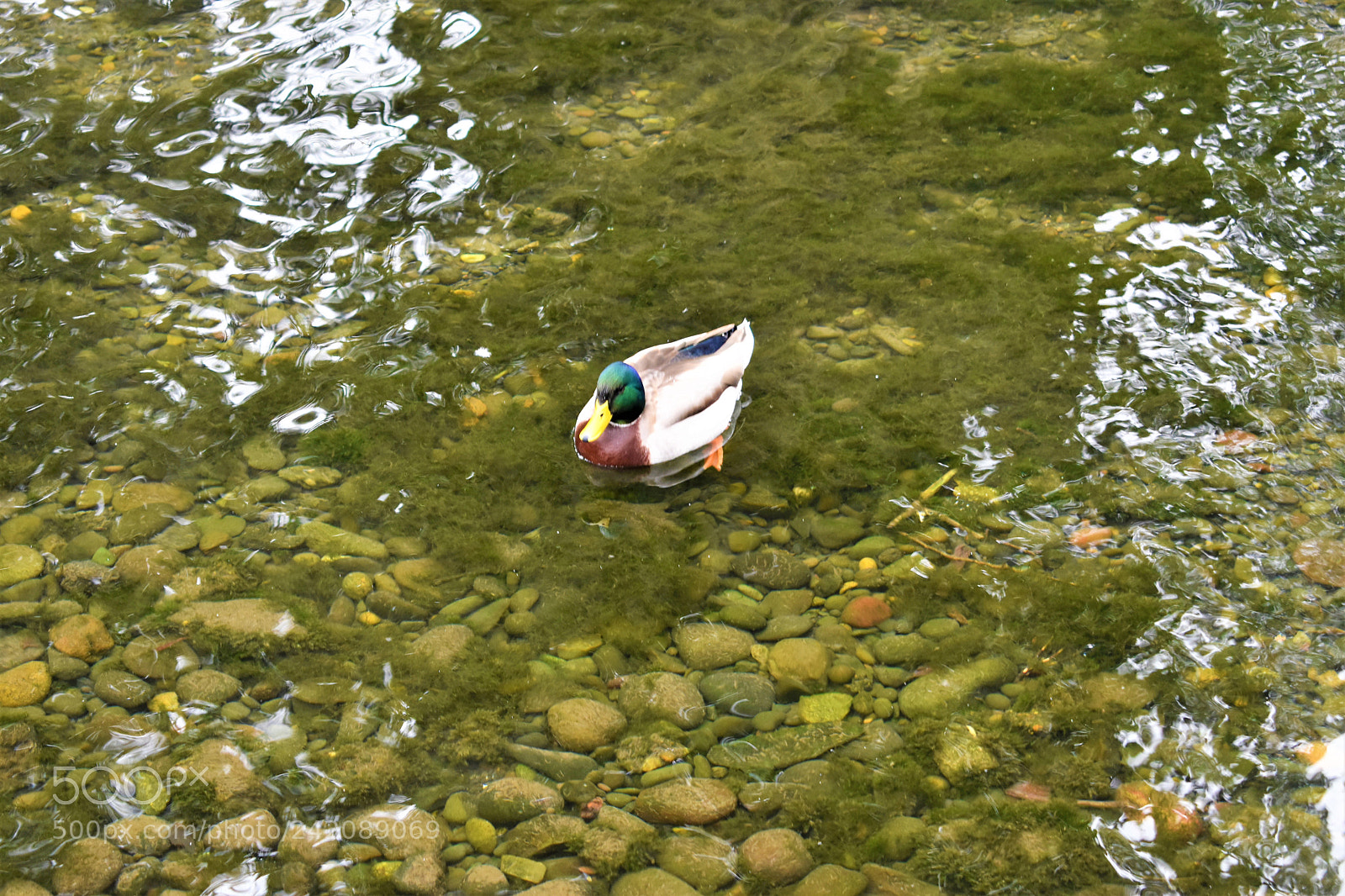 Nikon D5500 sample photo. Nature- crystal springs park photography