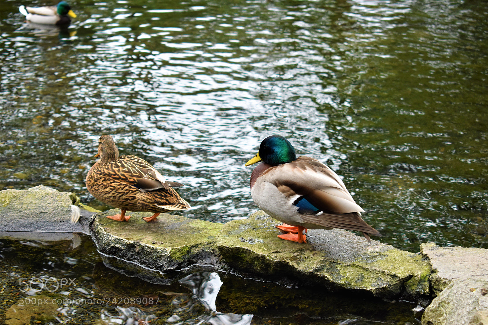 Nikon D5500 sample photo. Nature- crystal springs park photography