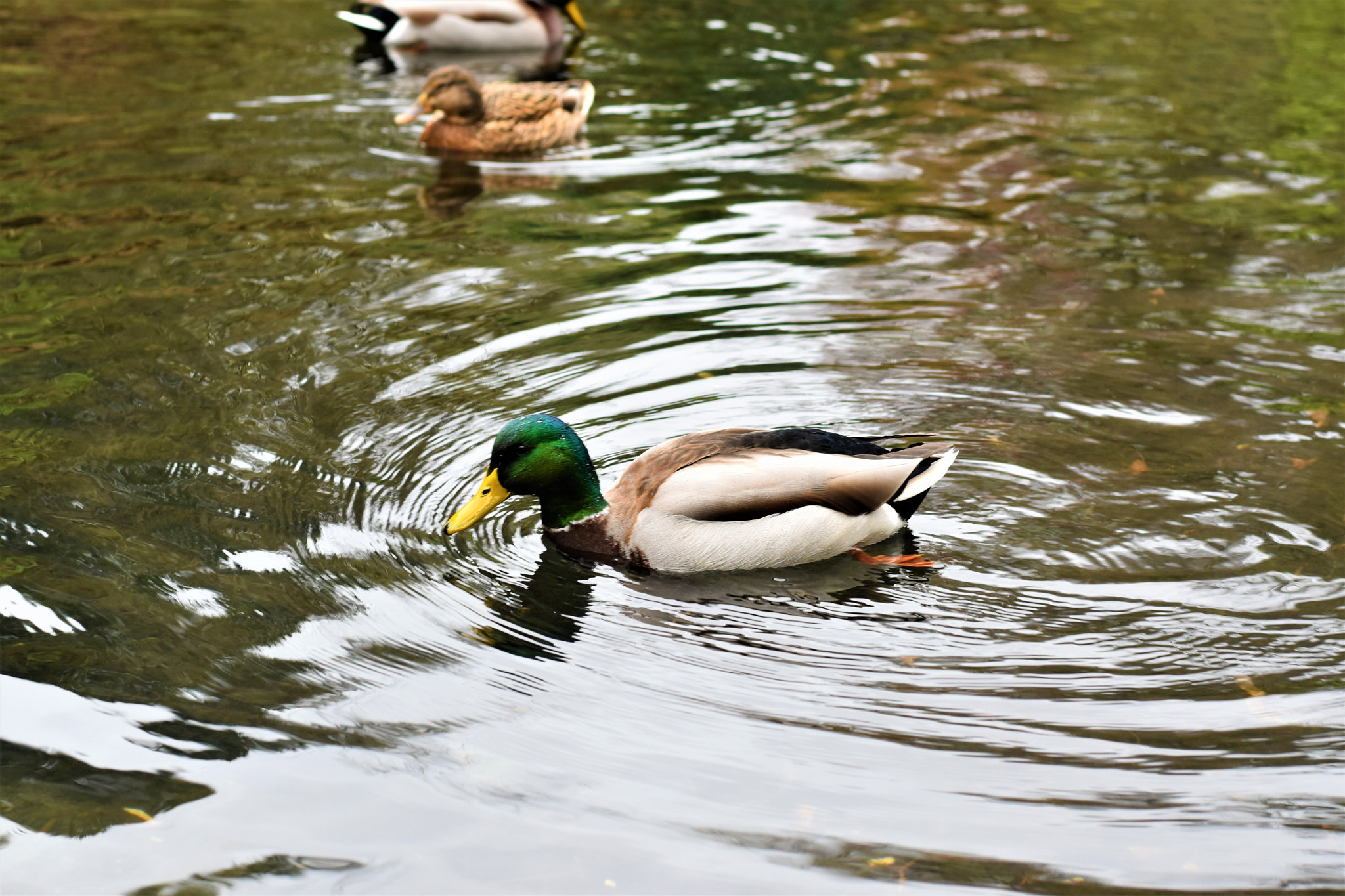 Nikon D5500 + Nikon AF-S Nikkor 50mm F1.8G sample photo. Nature- crystal springs park photography