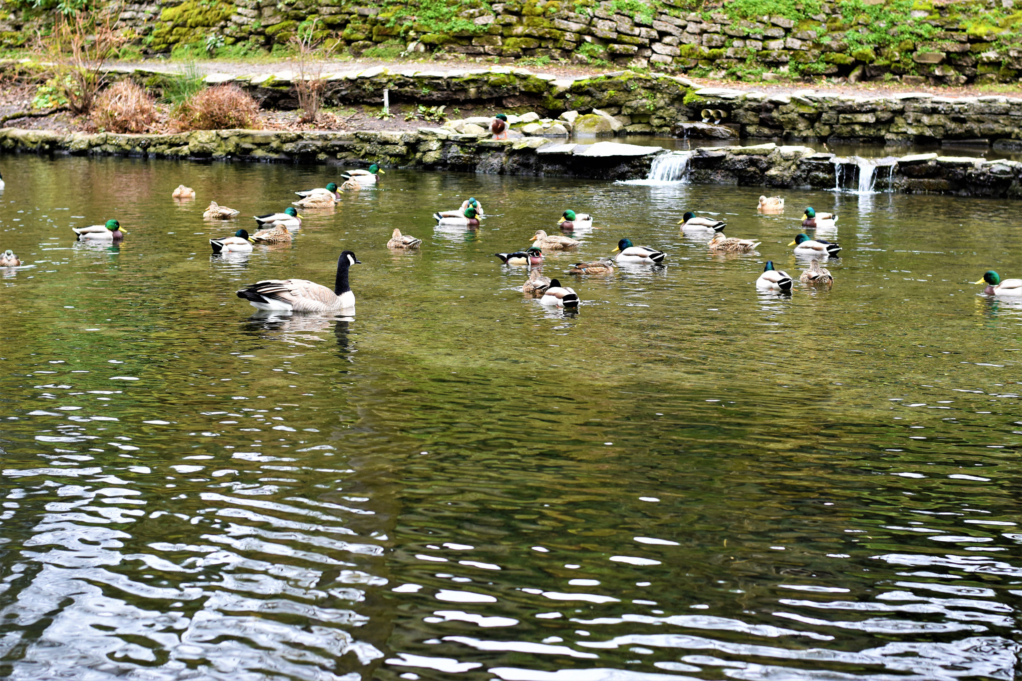Nikon D5500 + Nikon AF-S Nikkor 50mm F1.8G sample photo. Nature- crystal springs park photography