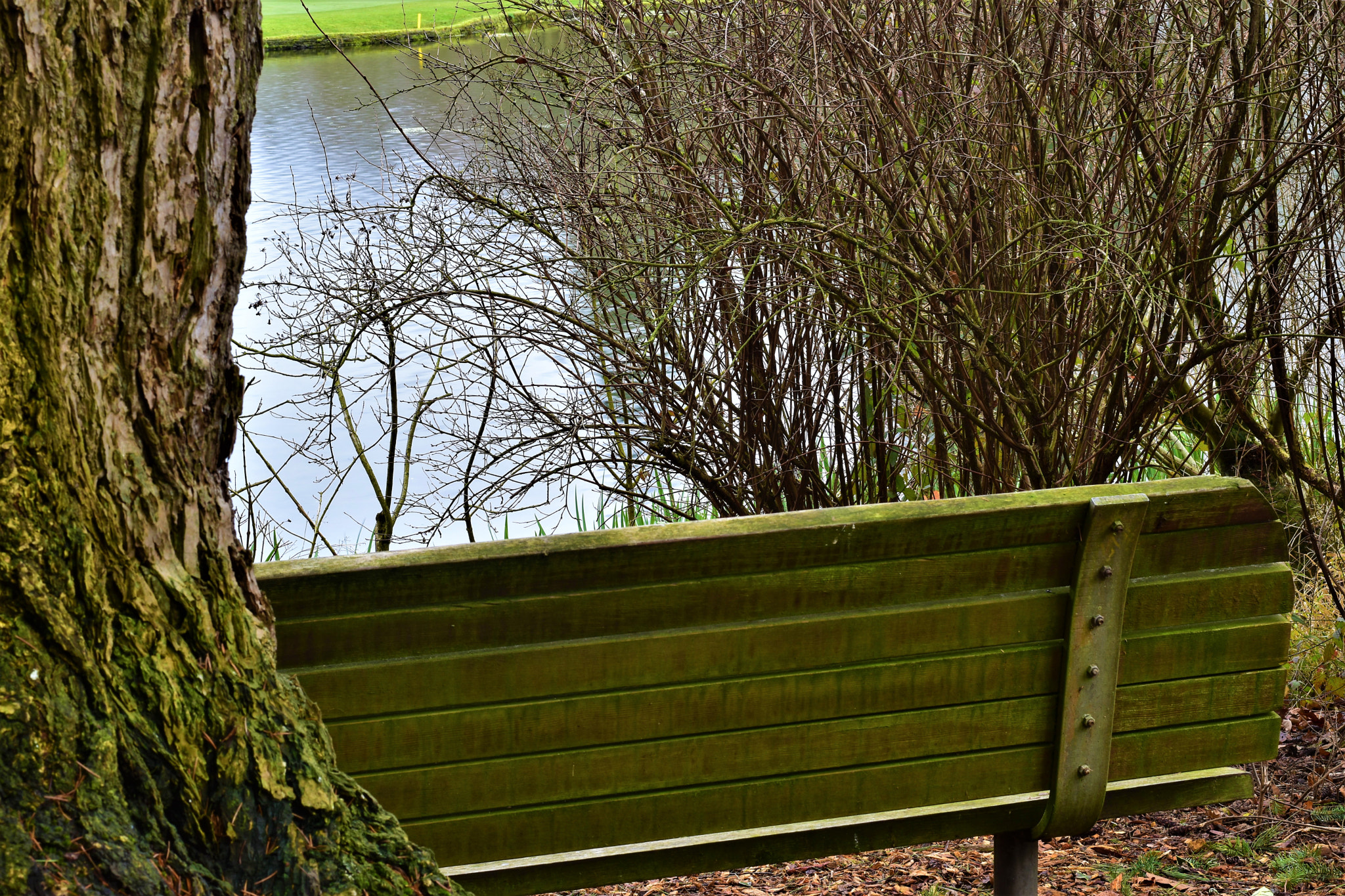 Nikon D5500 + Nikon AF-S Nikkor 50mm F1.8G sample photo. Nature- crystal springs park photography