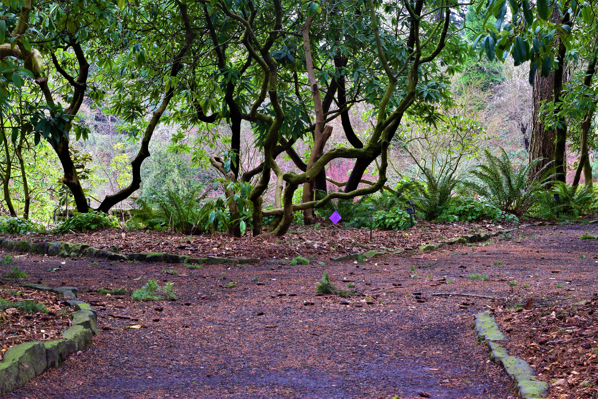 Nikon D5500 + Nikon AF-S Nikkor 50mm F1.8G sample photo. Nature- crystal springs park photography
