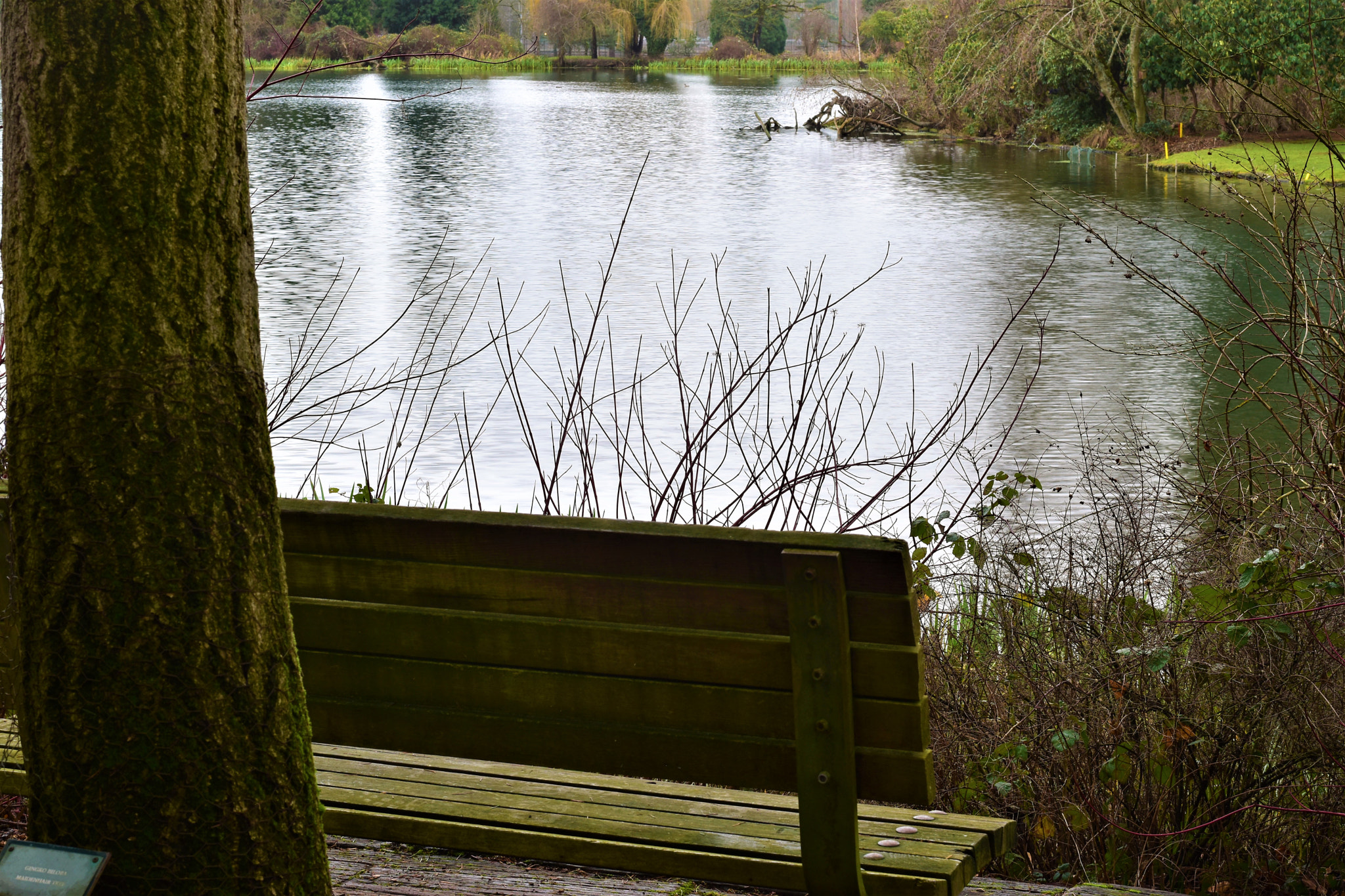 Nikon D5500 + Nikon AF-S Nikkor 50mm F1.8G sample photo. Nature- crystal springs park photography