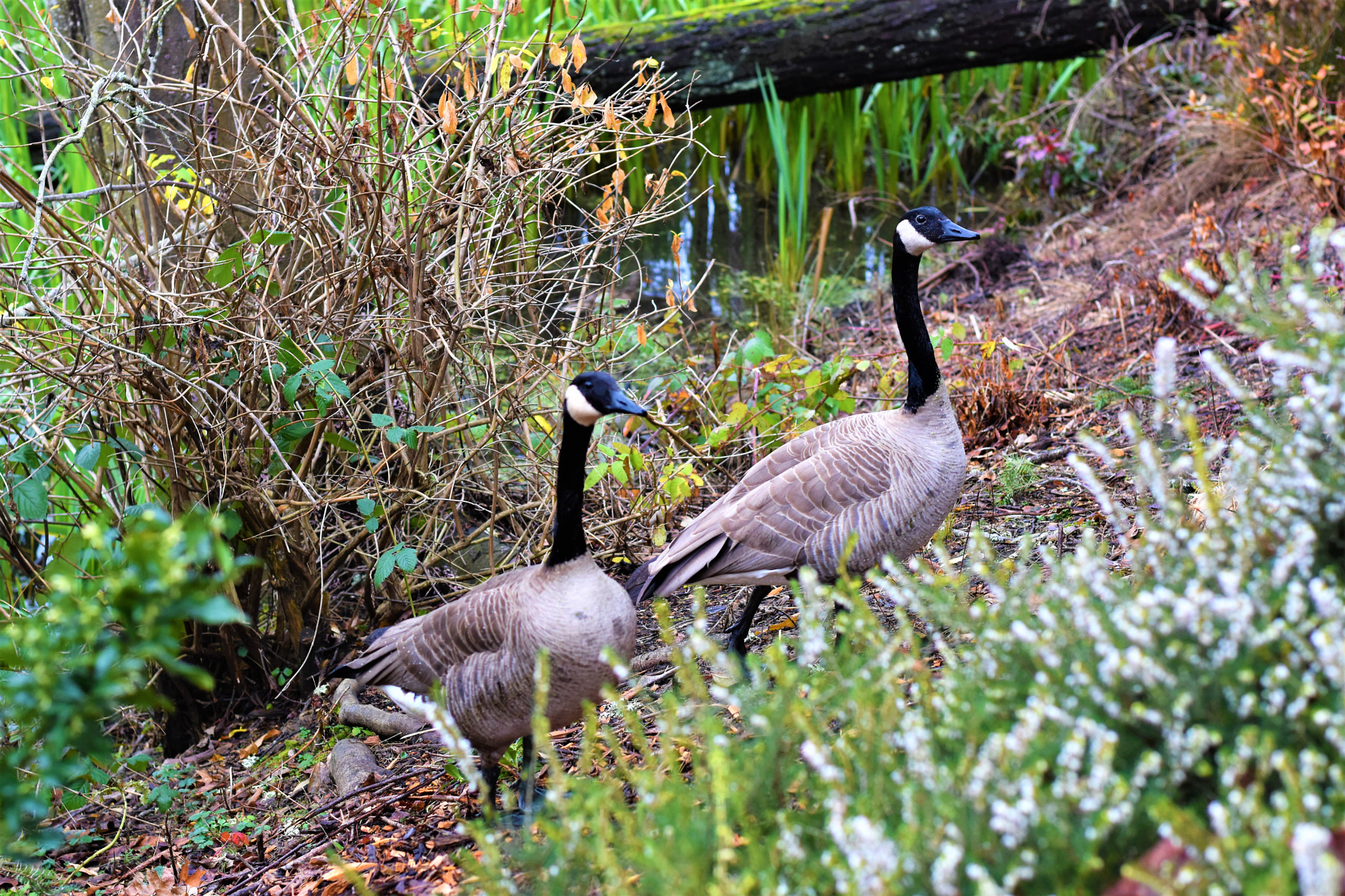 Nikon D5500 + Nikon AF-S Nikkor 50mm F1.8G sample photo. Nature- crystal springs park photography