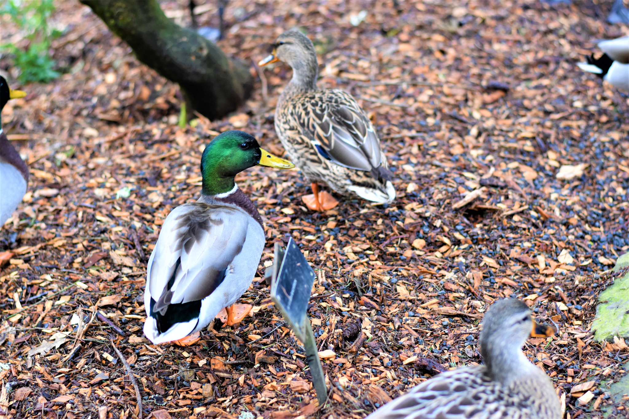Nikon D5500 + Nikon AF-S Nikkor 50mm F1.8G sample photo. Nature- crystal springs park photography