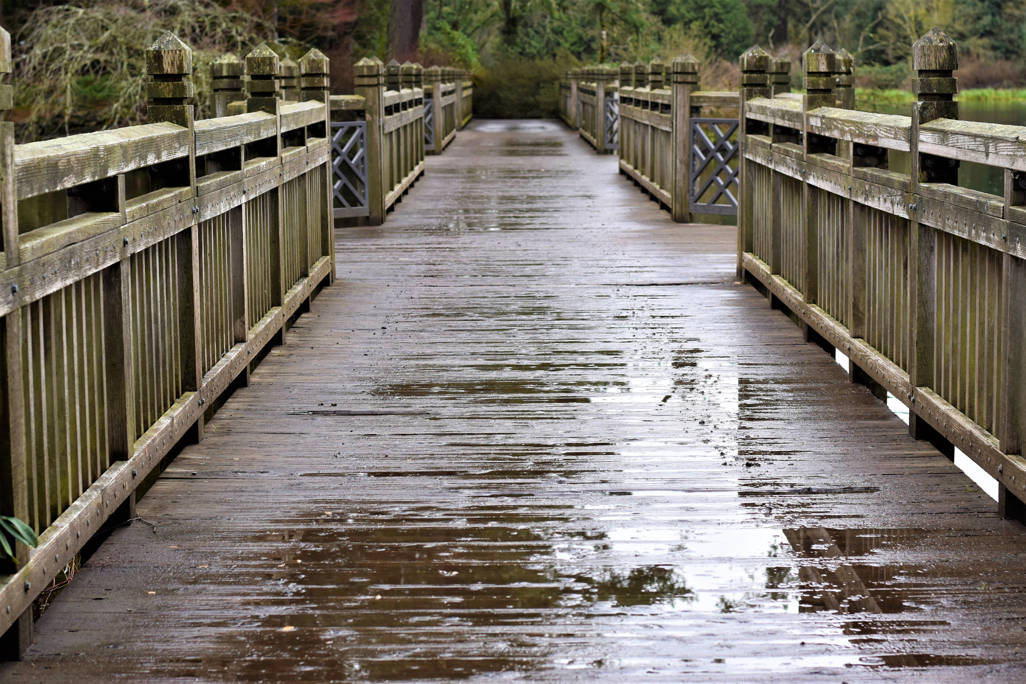 Nikon D5500 + Nikon AF-S Nikkor 50mm F1.8G sample photo. Nature- crystal springs park photography