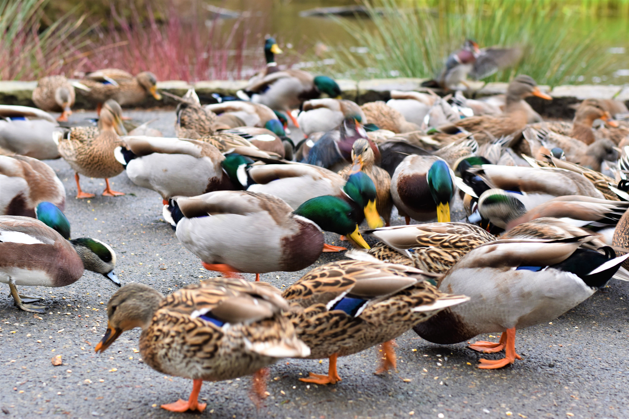 Nikon D5500 + Nikon AF-S Nikkor 50mm F1.8G sample photo. Nature- crystal springs park photography
