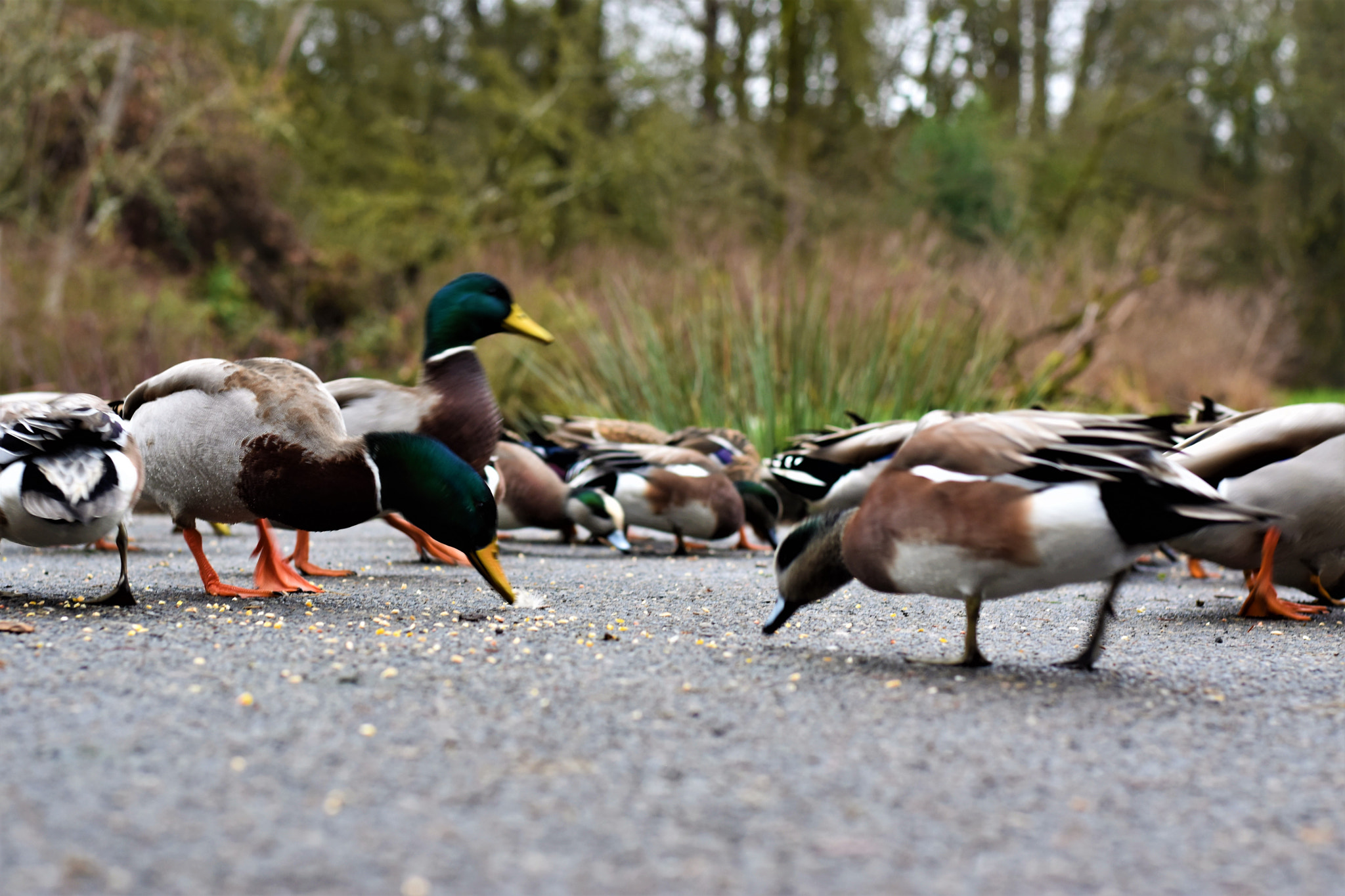 Nikon D5500 + Nikon AF-S Nikkor 50mm F1.8G sample photo. Nature- crystal springs park photography
