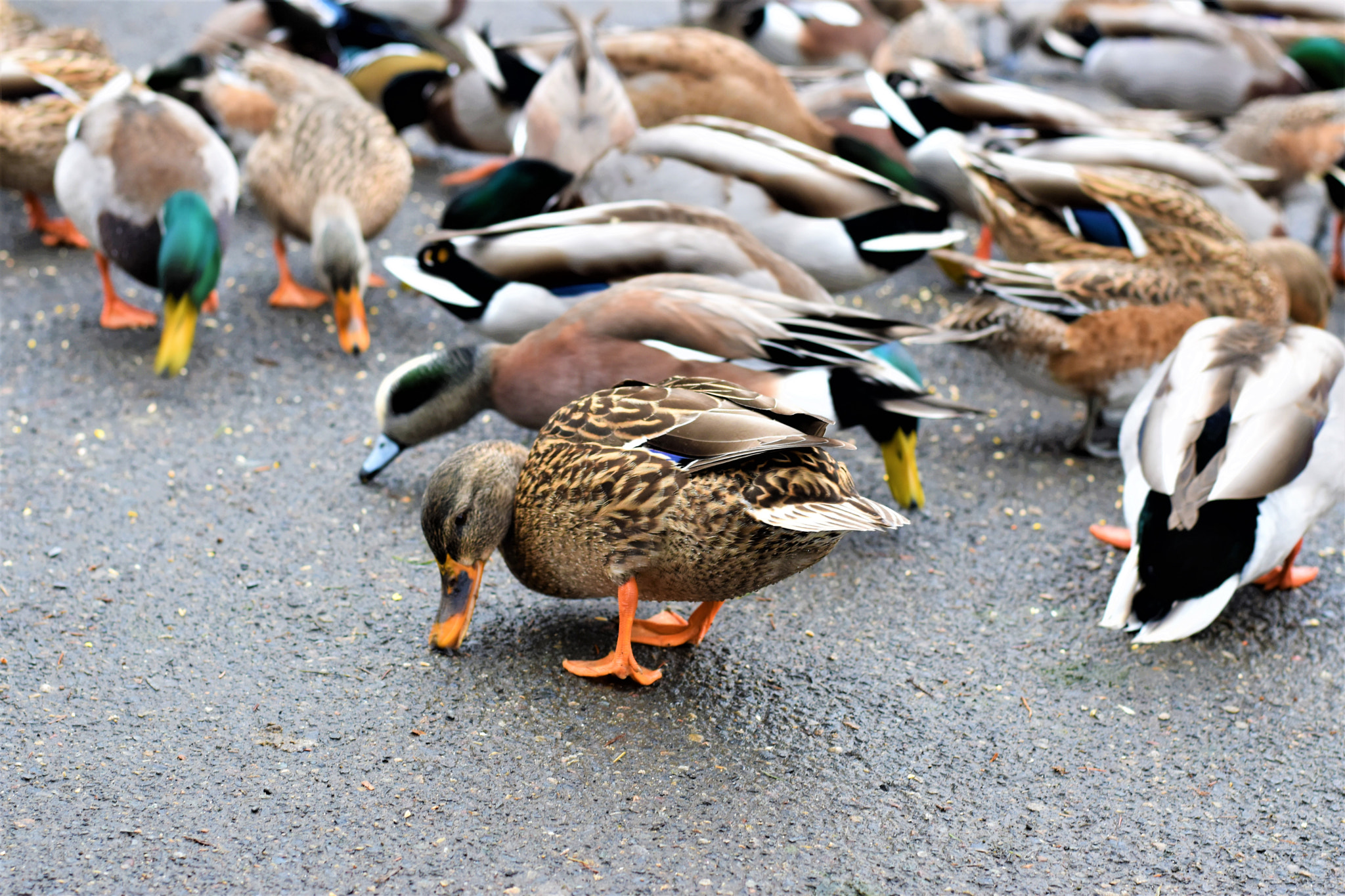 Nikon D5500 + Nikon AF-S Nikkor 50mm F1.8G sample photo. Nature- crystal springs park photography
