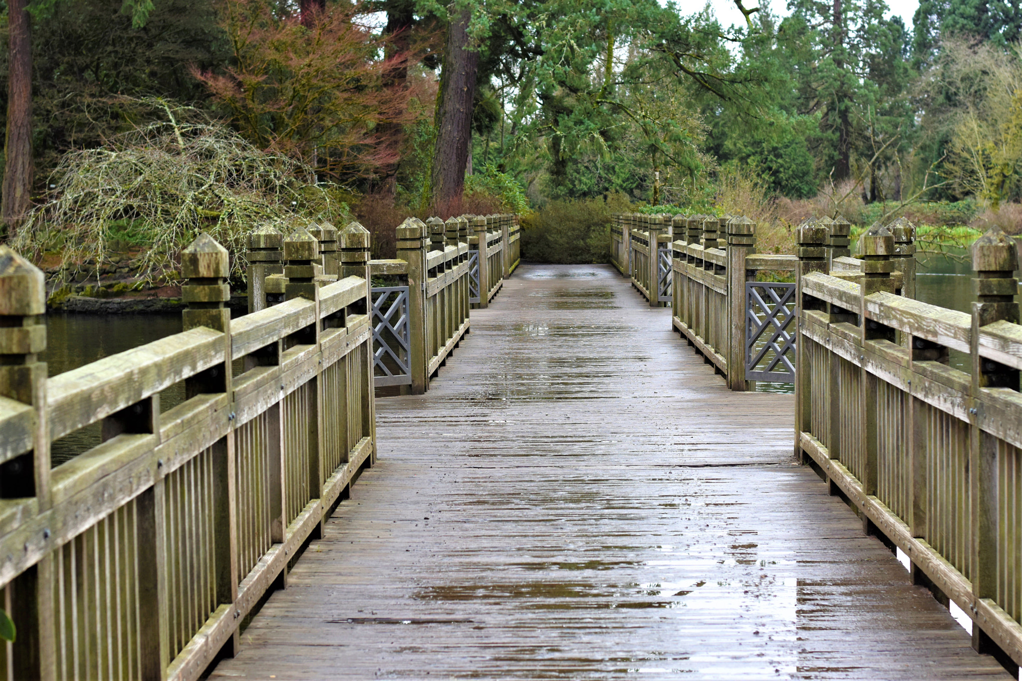 Nikon D5500 + Nikon AF-S Nikkor 50mm F1.8G sample photo. Nature- crystal springs park photography