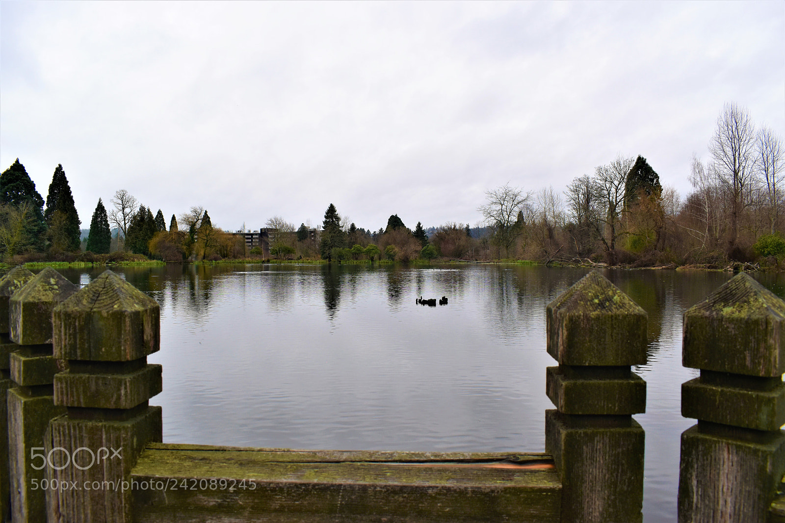Nikon D5500 sample photo. Nature- crystal springs park photography