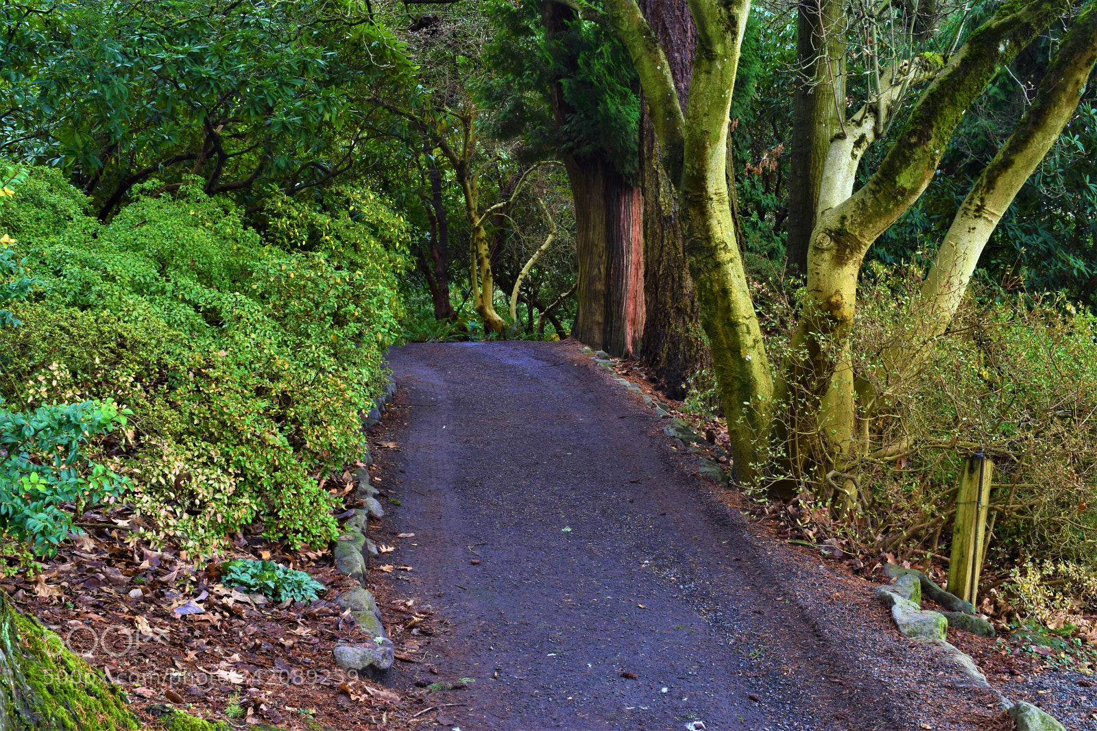 Nikon D5500 sample photo. Nature- crystal springs park photography