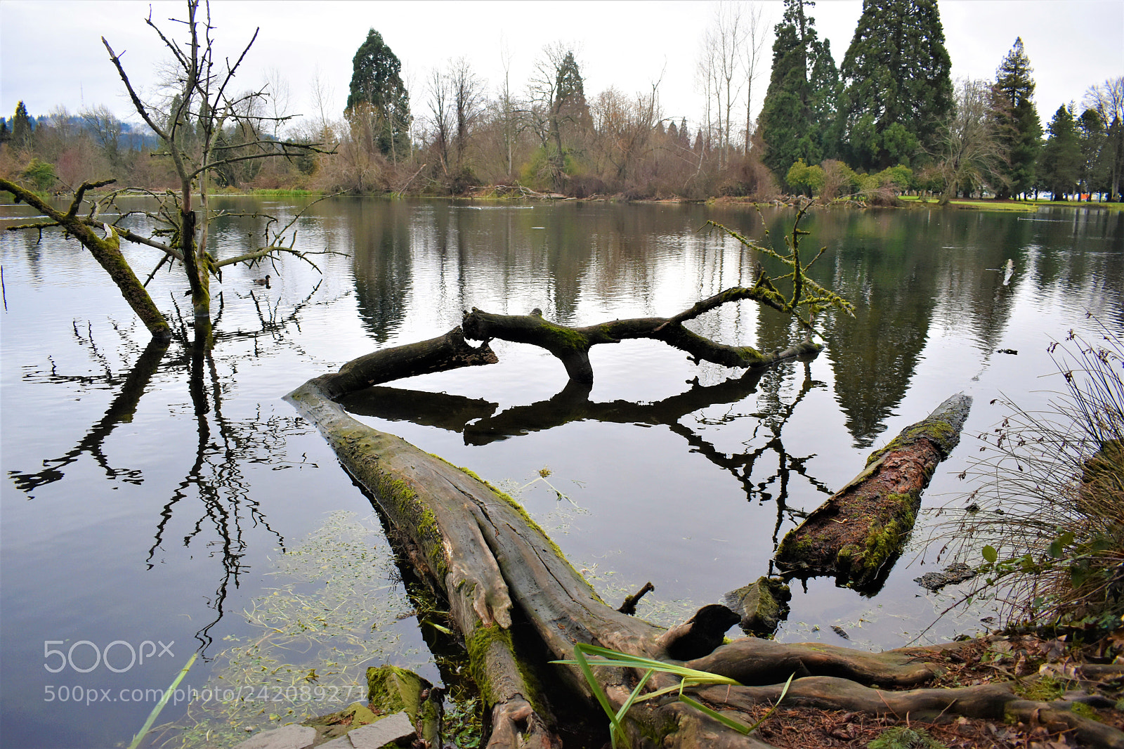 Nikon D5500 sample photo. Nature- crystal springs park photography