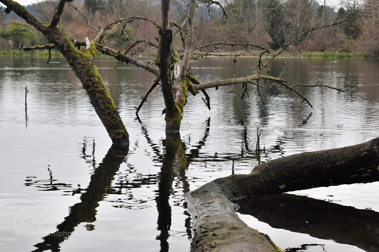 Nikon D5500 sample photo. Nature- crystal springs park photography