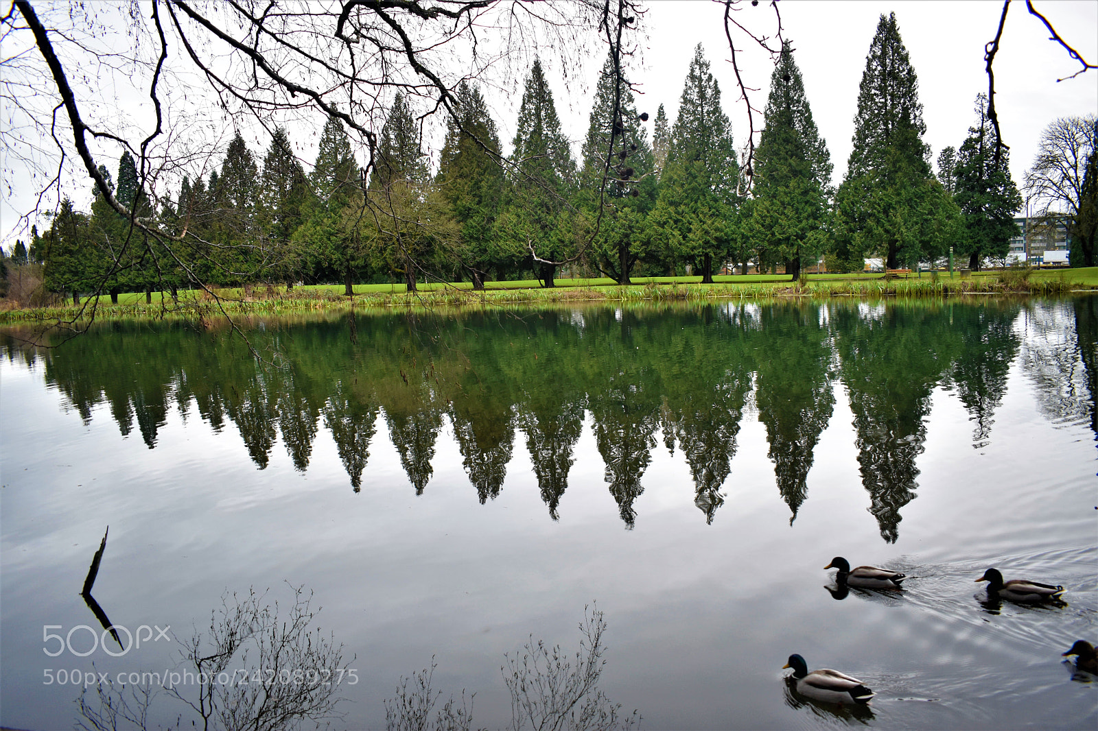 Nikon D5500 sample photo. Nature- crystal springs park photography