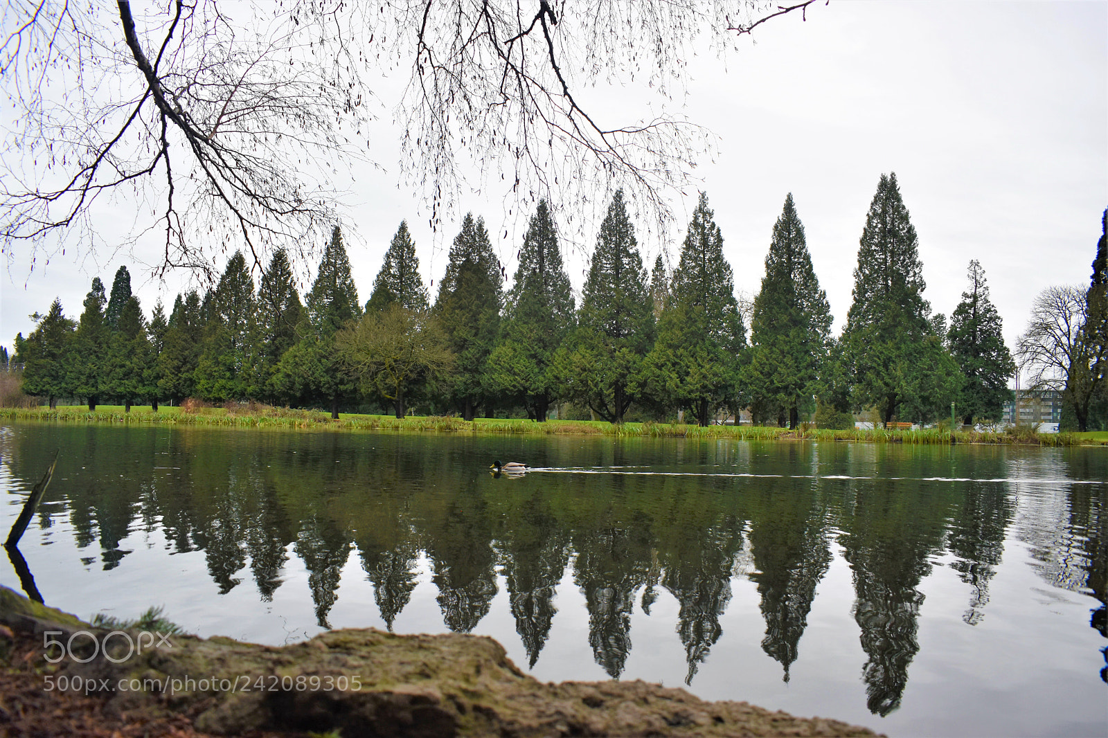 Nikon D5500 sample photo. Nature- crystal springs park photography