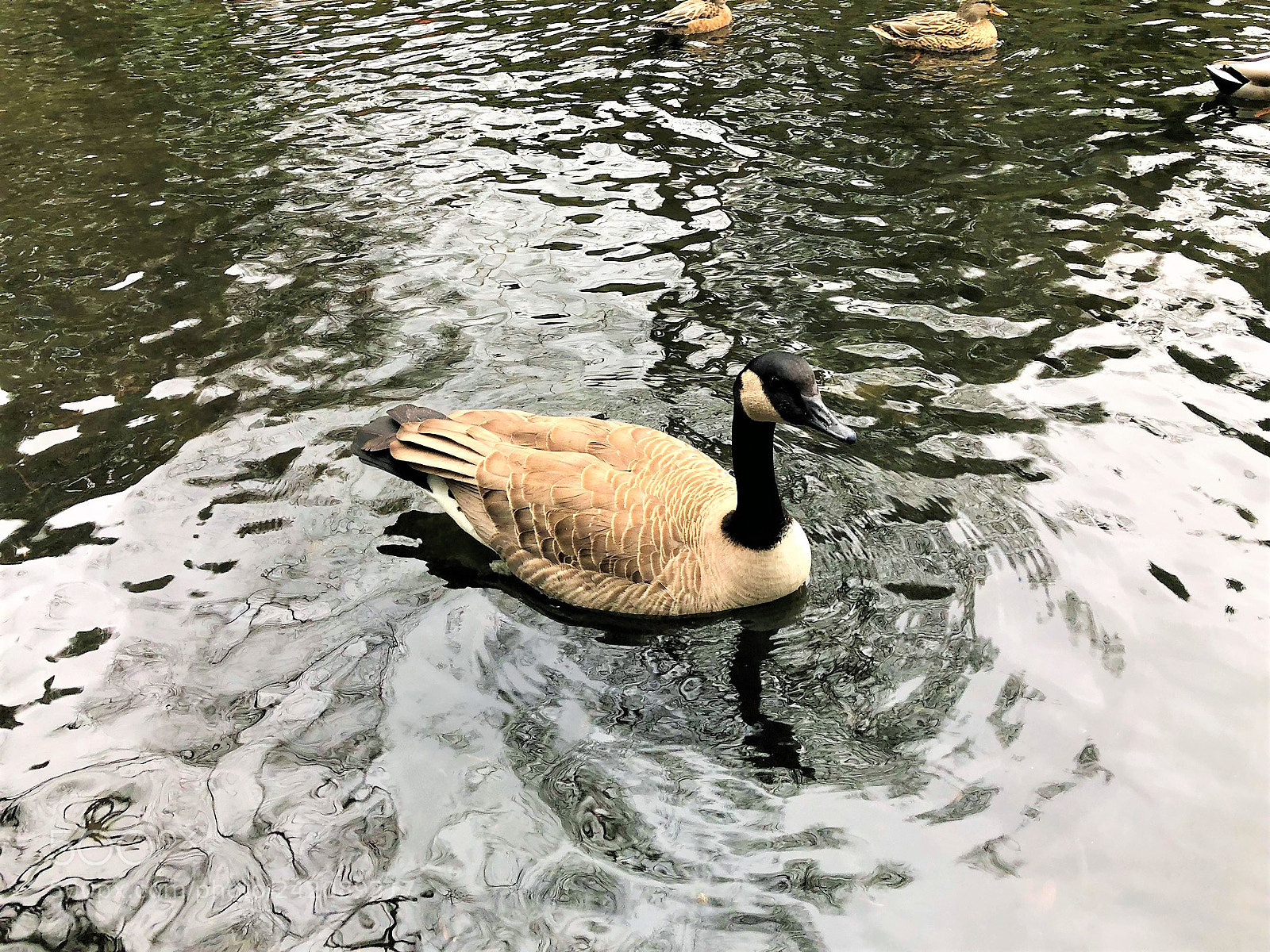 Apple iPhone 8 sample photo. Nature- crystal springs park photography
