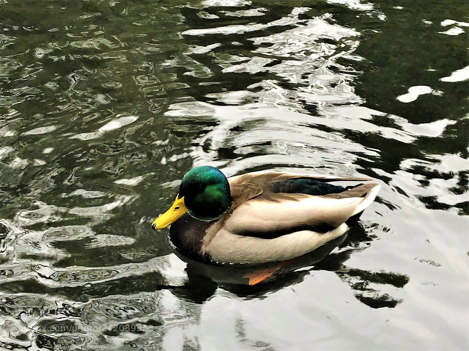 Apple iPhone 8 sample photo. Nature- crystal springs park photography
