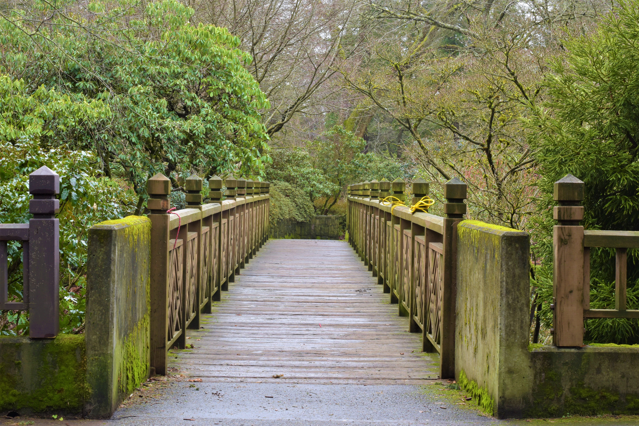 Nikon D5500 + Nikon AF-S Nikkor 50mm F1.8G sample photo. Nature- crystal springs park photography