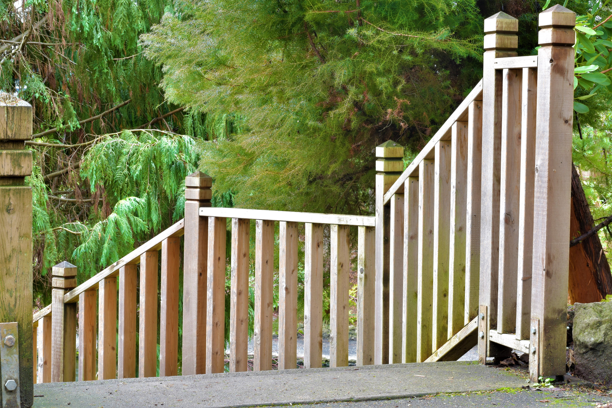 Nikon D5500 + Nikon AF-S Nikkor 50mm F1.8G sample photo. Nature- crystal springs park photography