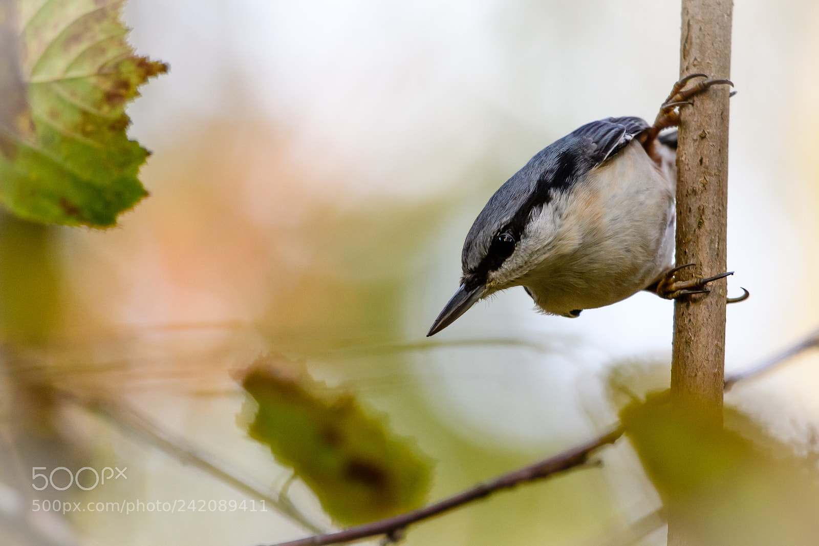 Nikon D500 sample photo. Nuthatch photography