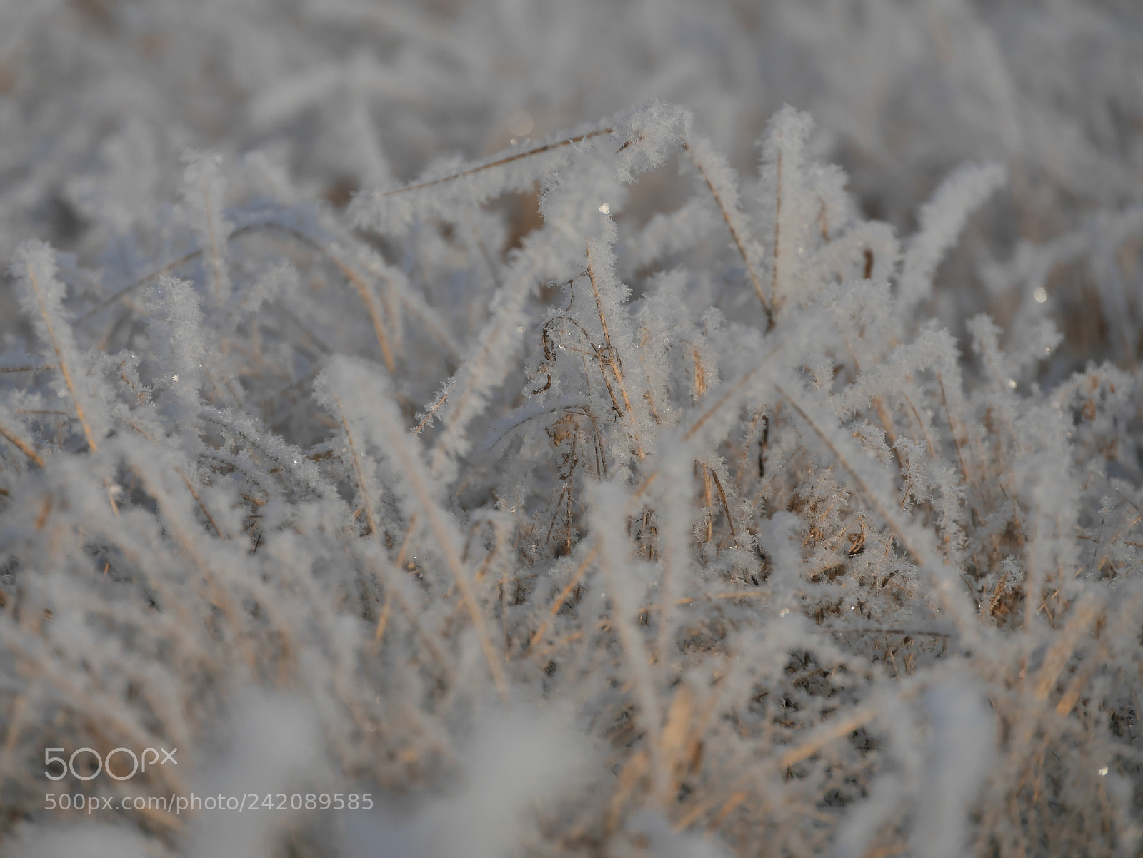 Panasonic Lumix DMC-GM1 sample photo. Hoarfrost grass photography