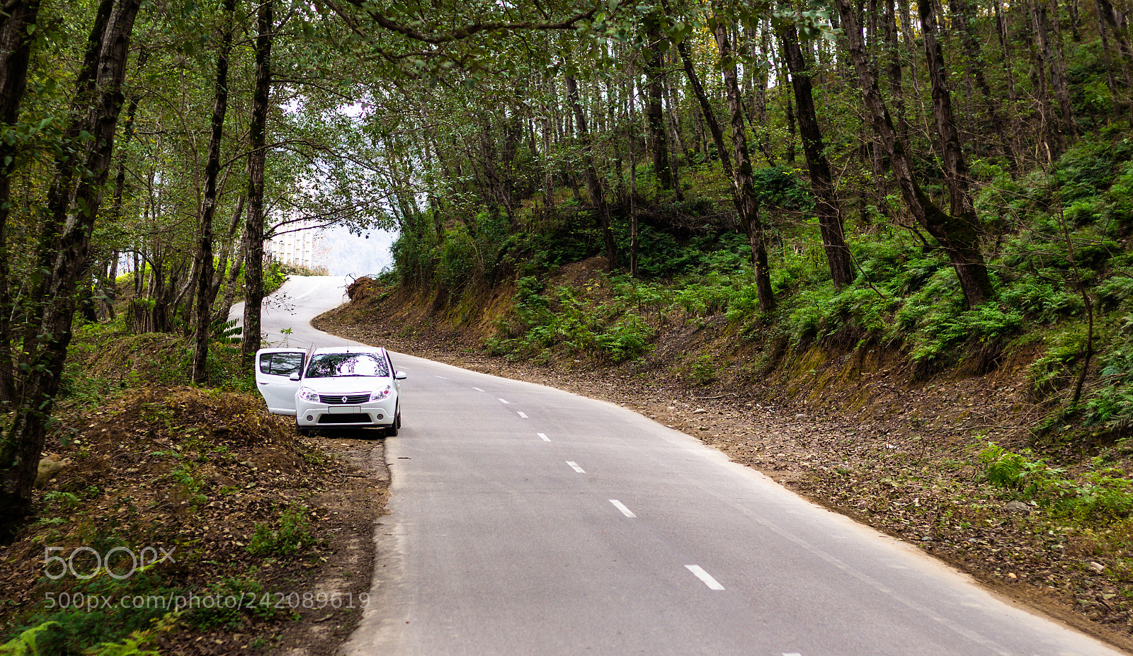 Canon EOS 1200D (EOS Rebel T5 / EOS Kiss X70 / EOS Hi) sample photo. Renult in jungel photography