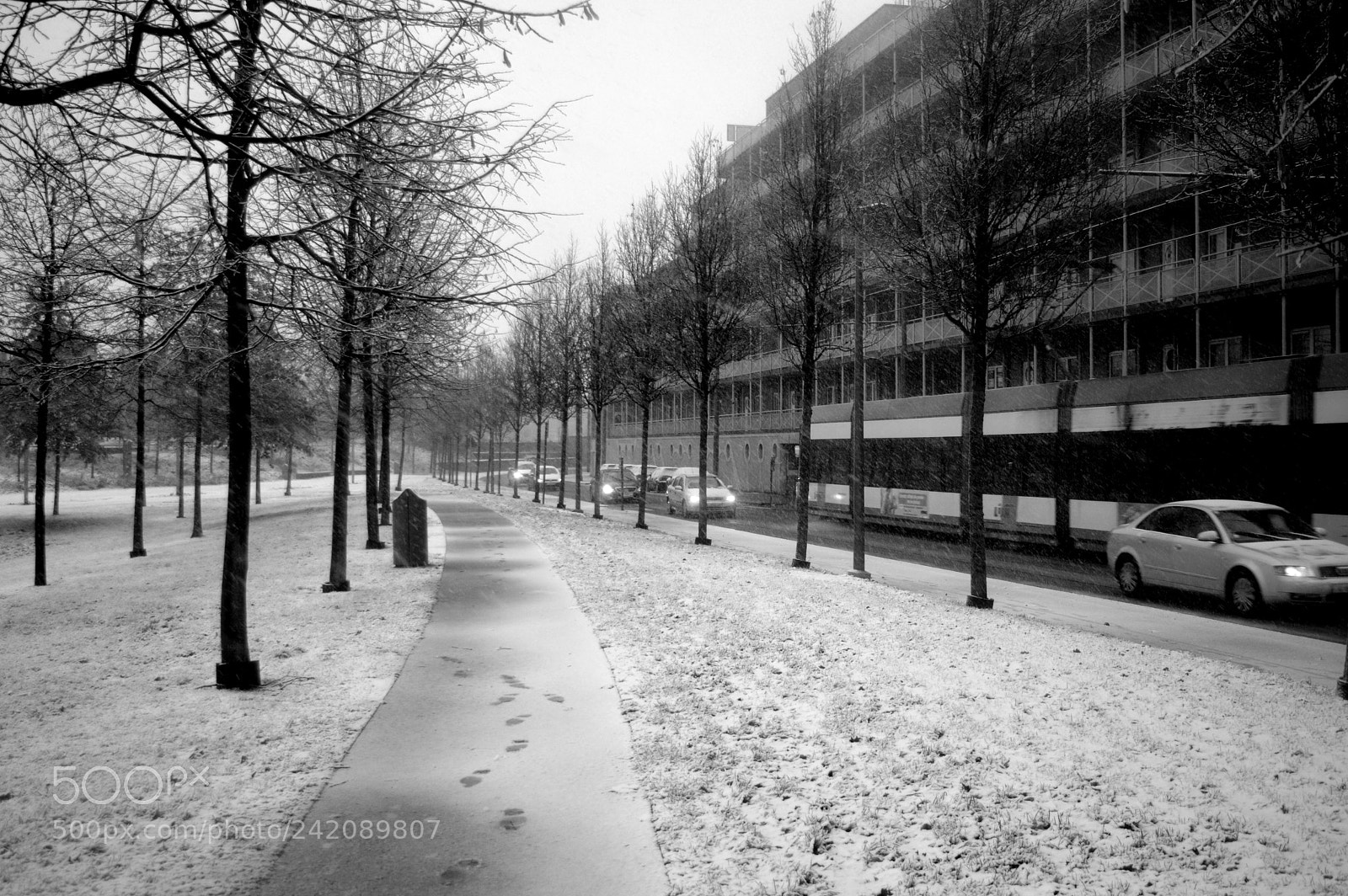Nikon D3200 sample photo. Snowfall photography
