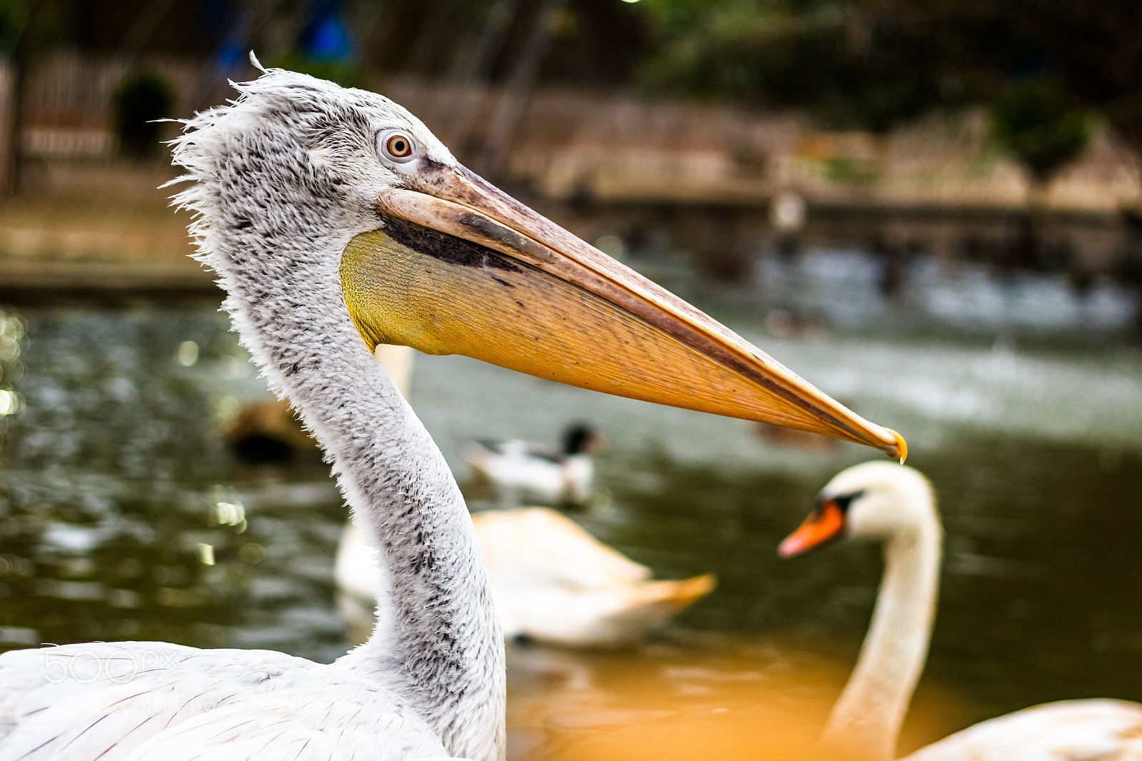 Canon EOS 1200D (EOS Rebel T5 / EOS Kiss X70 / EOS Hi) sample photo. Pelican in zoo photography