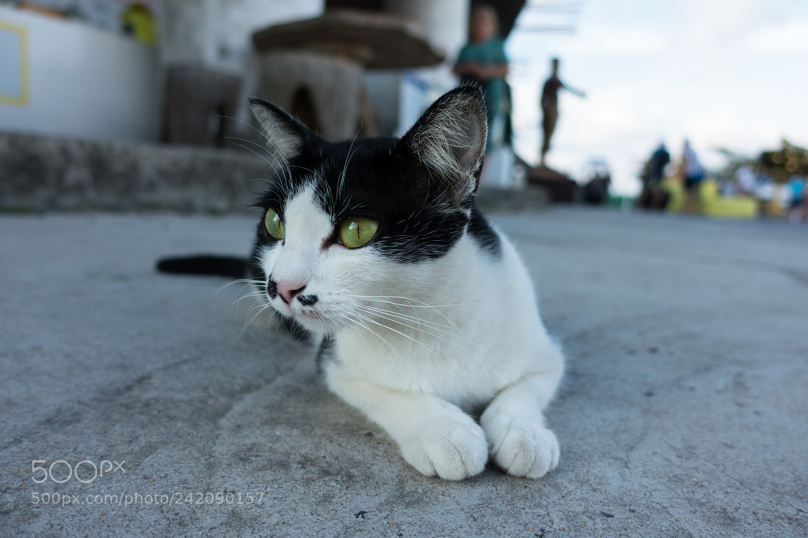 Sony Cyber-shot DSC-RX100 IV sample photo. Mr cat at big photography
